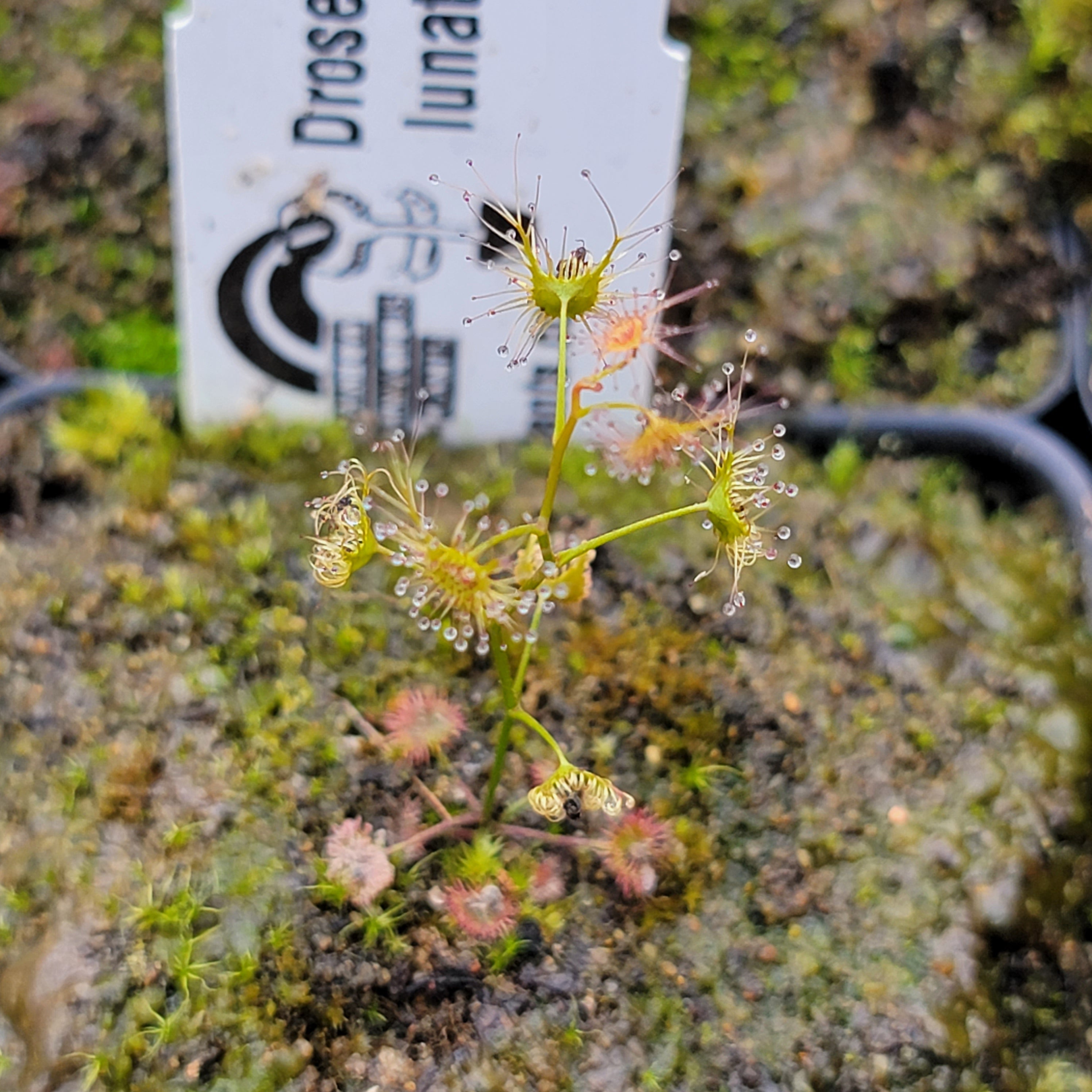 Drosera lunata -Drosera -Rainbow Carnivorous Plants LLC