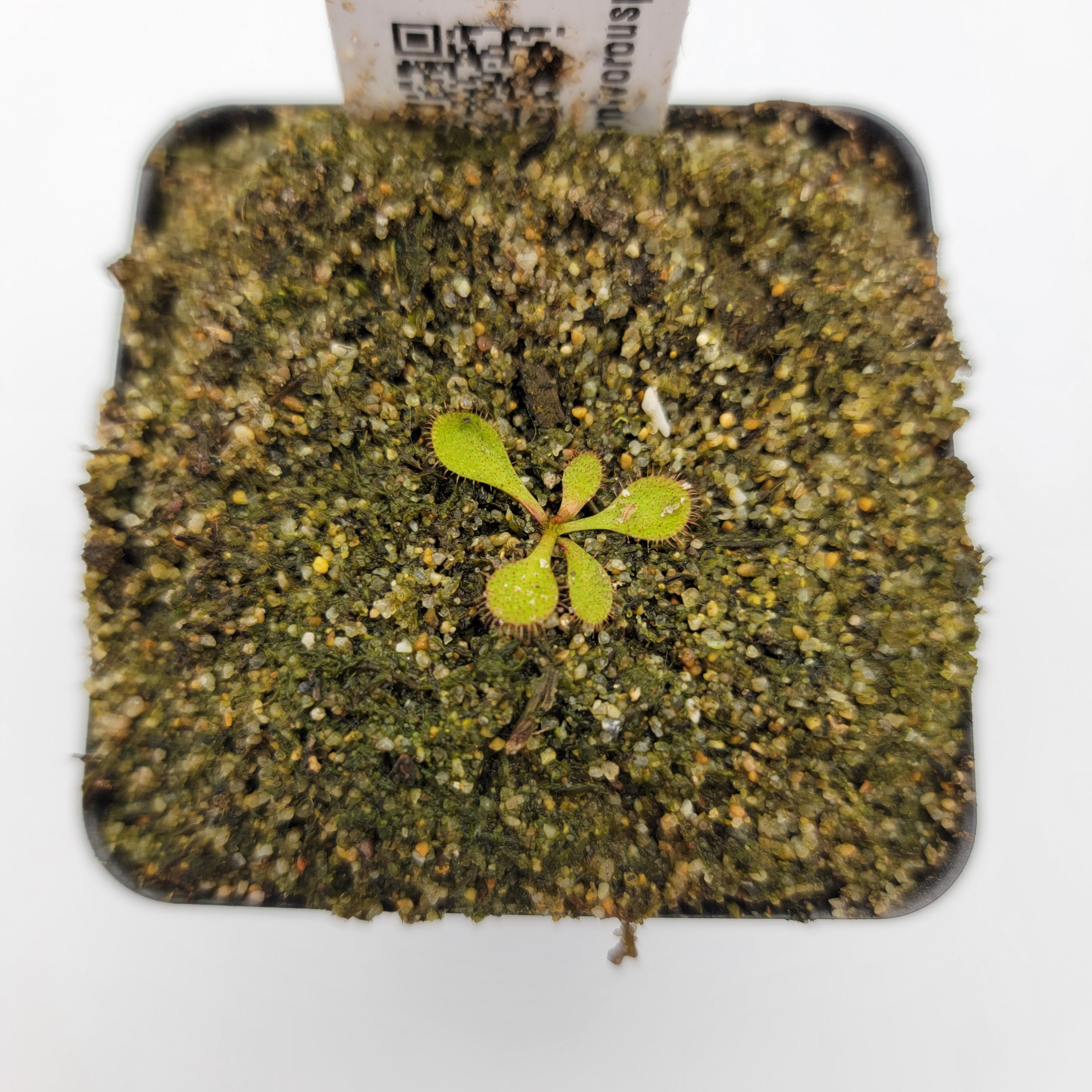 Drosera major -Drosera -Rainbow Carnivorous Plants LLC