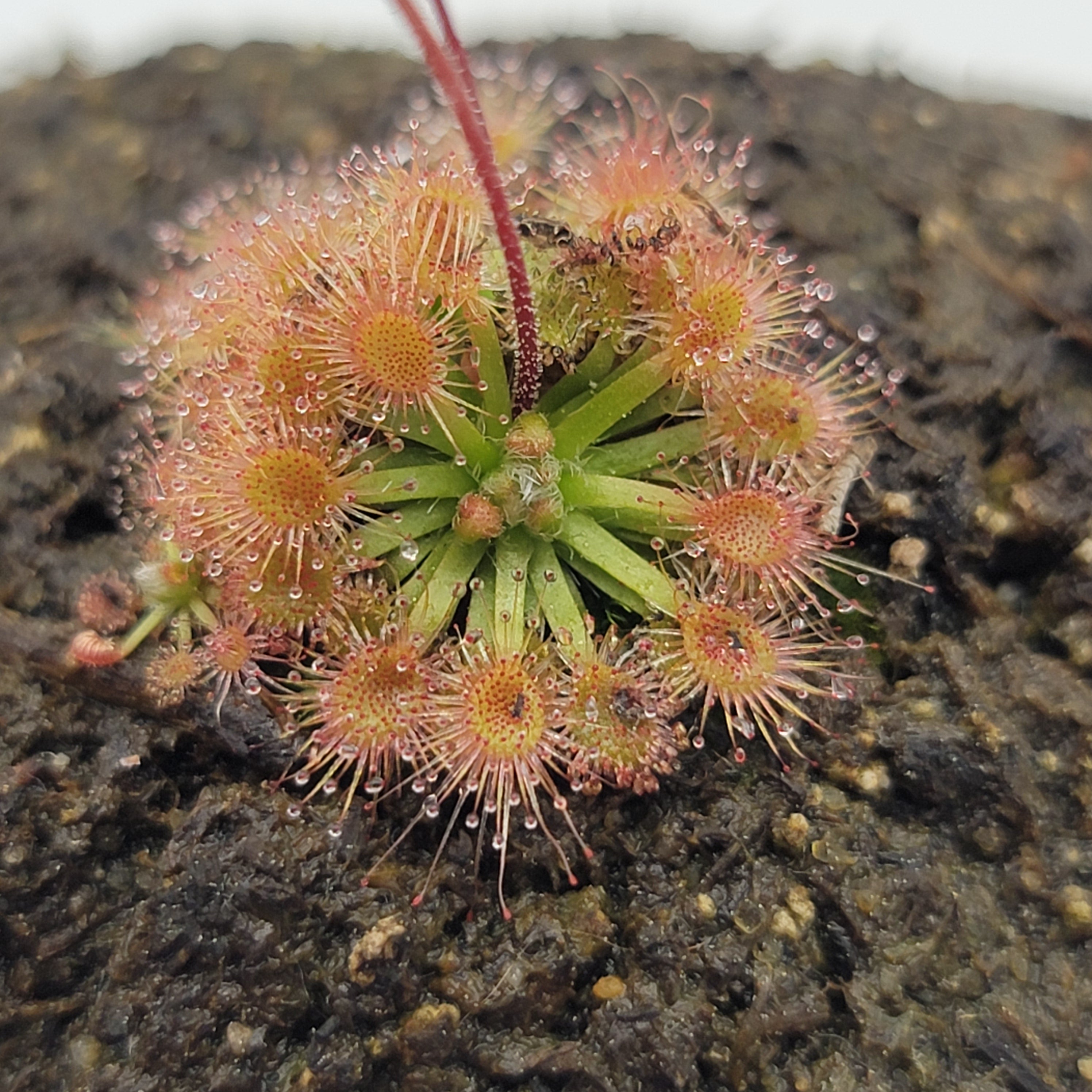 Drosera mannii - -Rainbow Carnivorous Plants LLC