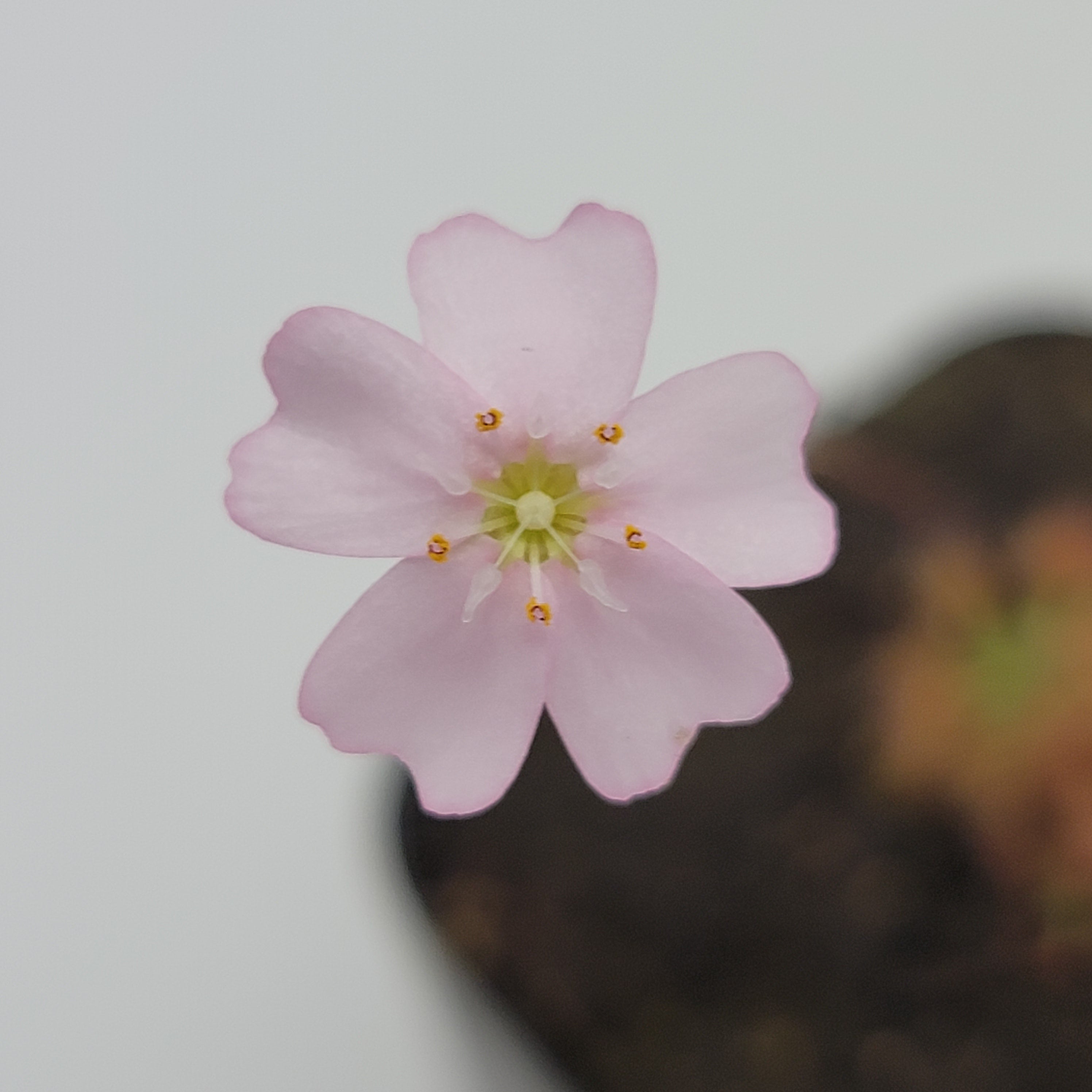 Drosera mannii - Rainbow Carnivorous Plants LLC