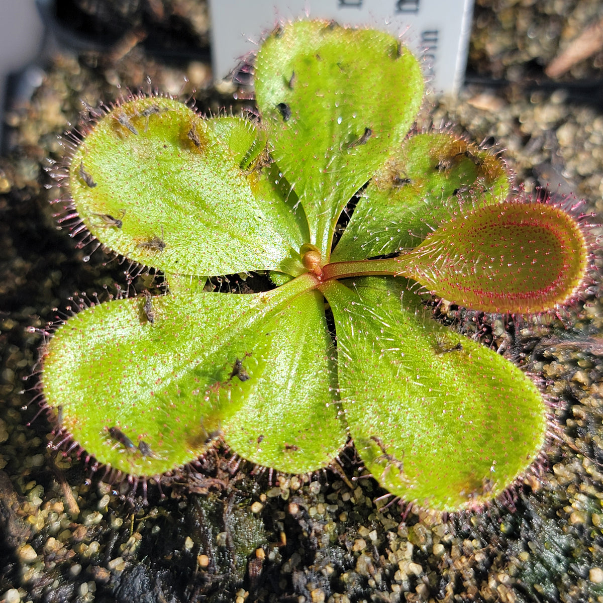 Drosera monantha x macrophylla -Drosera -Rainbow Carnivorous Plants LLC