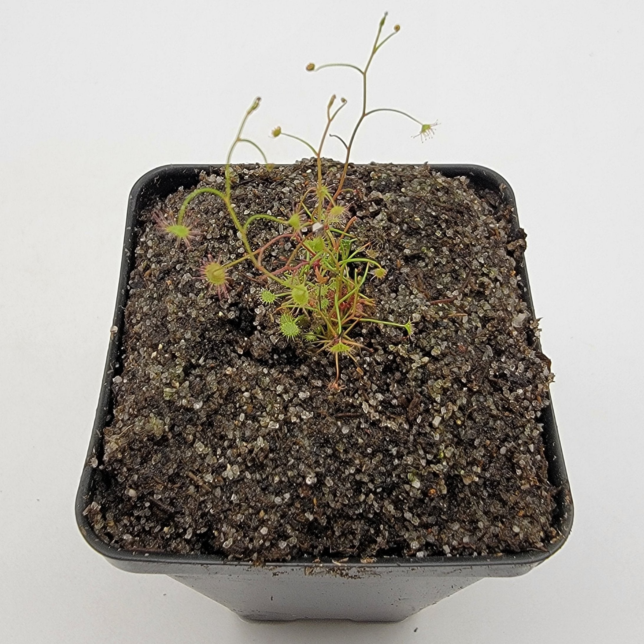 Drosera moorei -Drosera -Rainbow Carnivorous Plants LLC