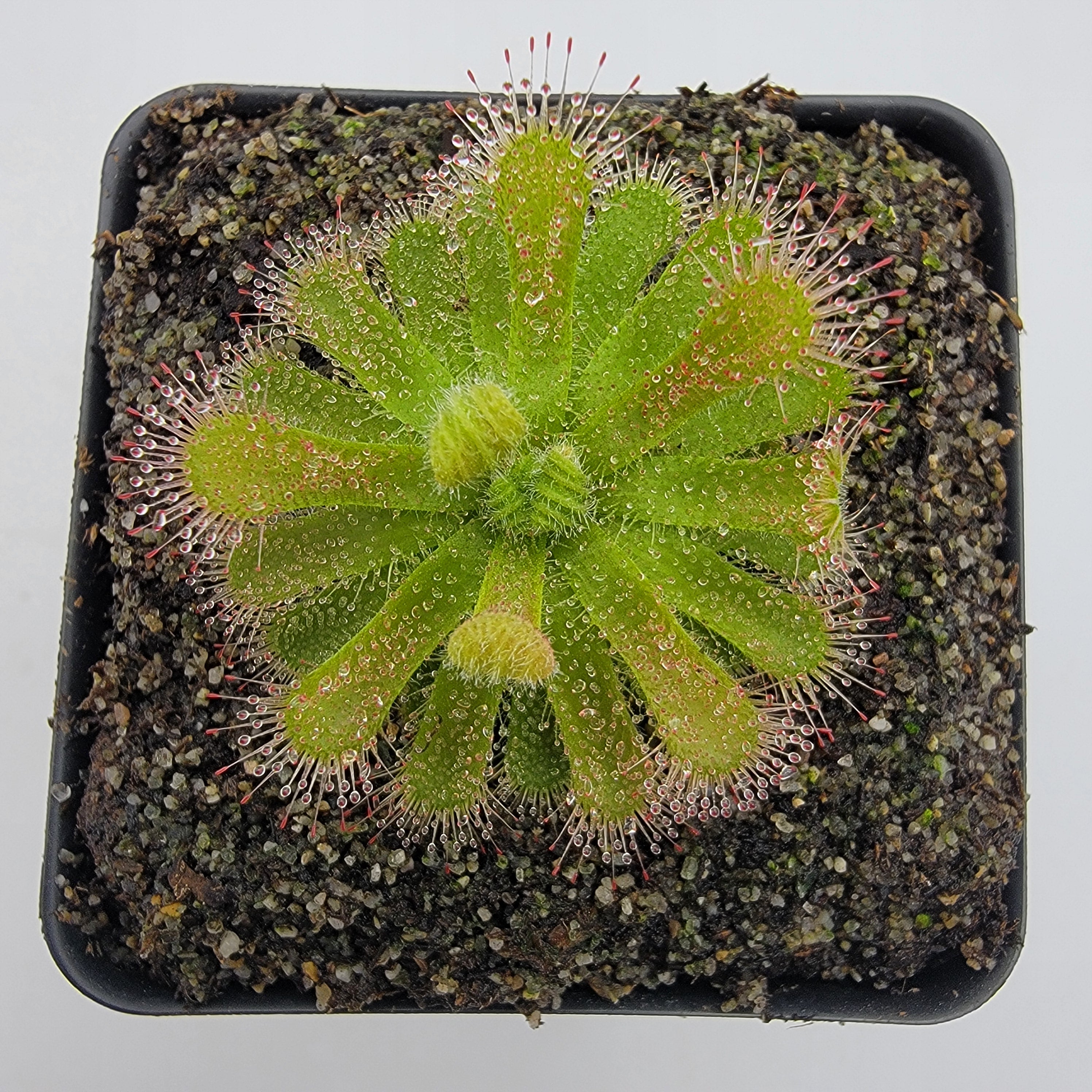 Drosera pauciflora {Paarlberg, South Africa} -Drosera -Rainbow Carnivorous Plants LLC