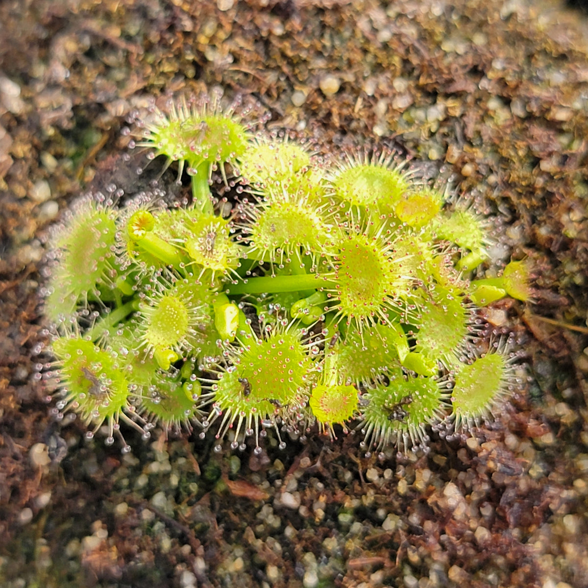 Drosera peltata 'Pink Flower' {Kandos, NSW, Australia} -Drosera -Rainbow Carnivorous Plants LLC