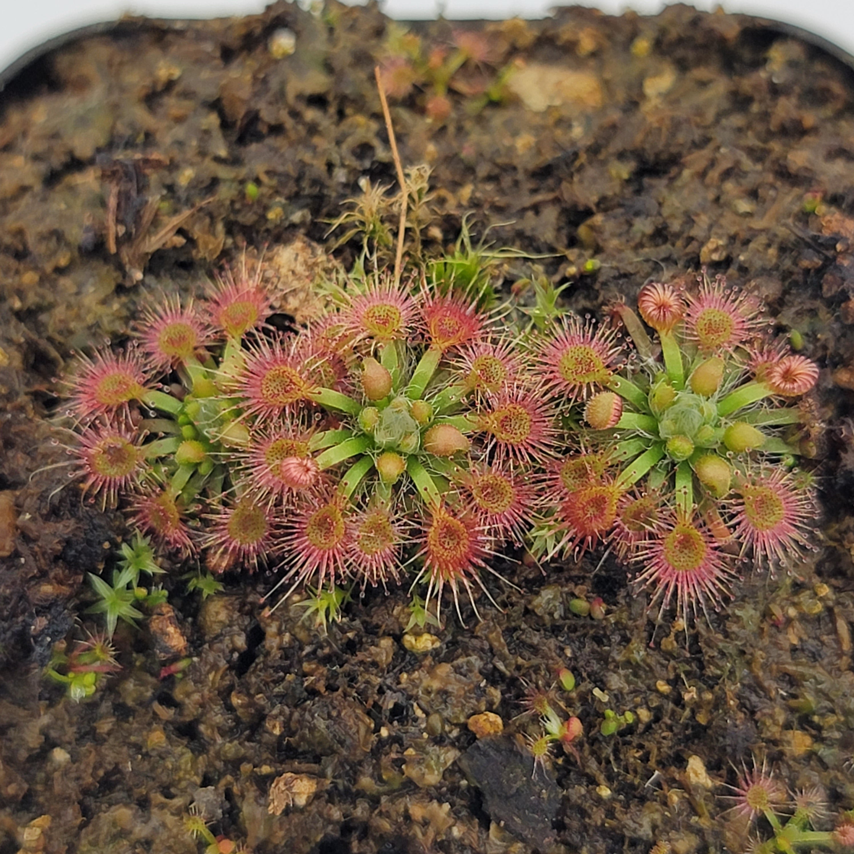 Drosera omissa - -Rainbow Carnivorous Plants LLC