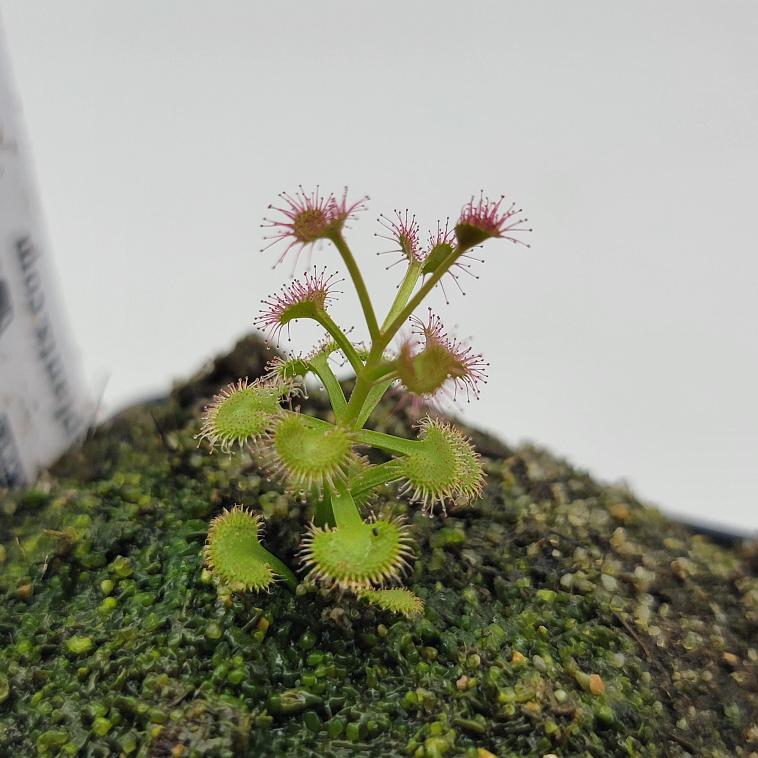 Drosera purpurascens {Katanning, WA}