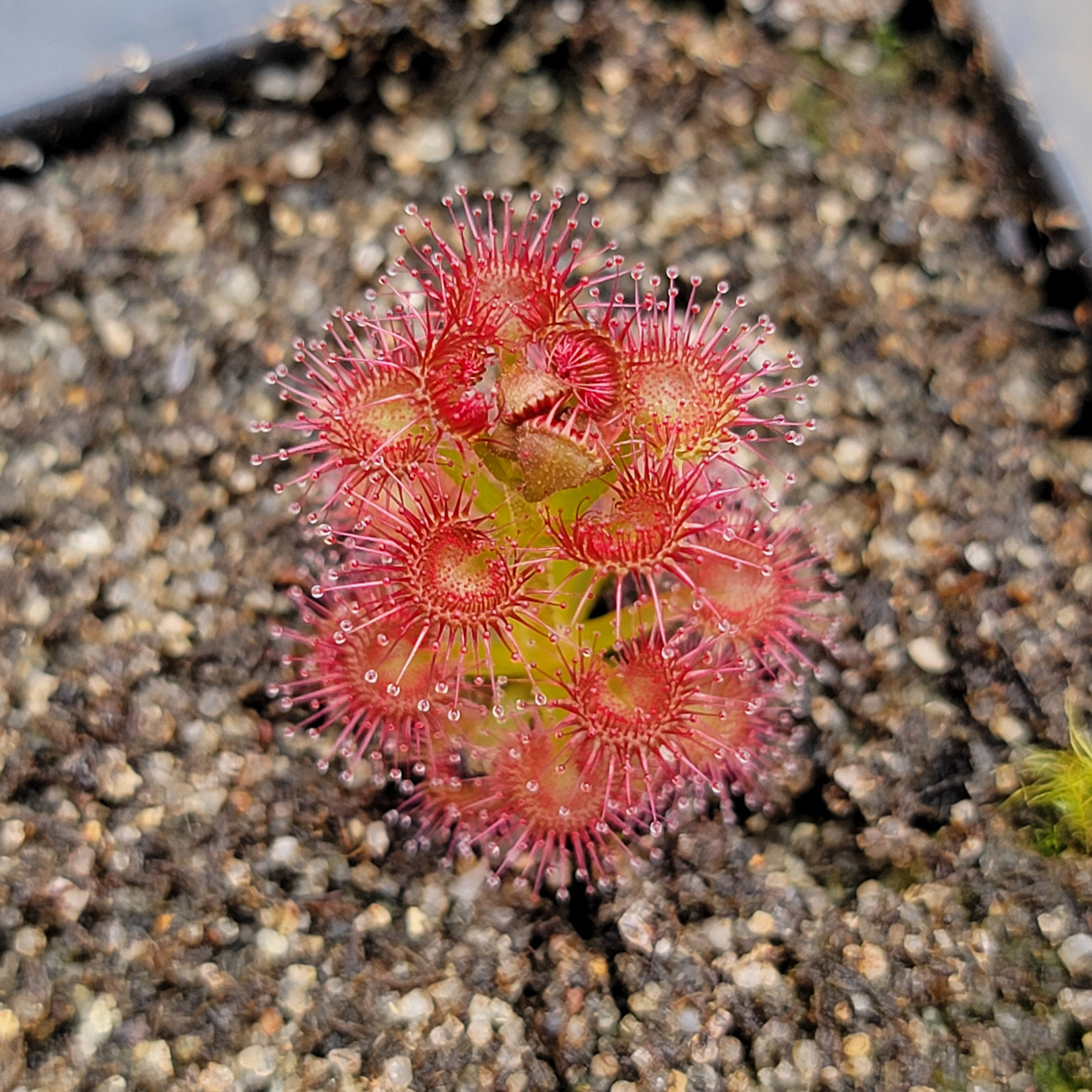Drosera purpurascens {Katanning, WA}
