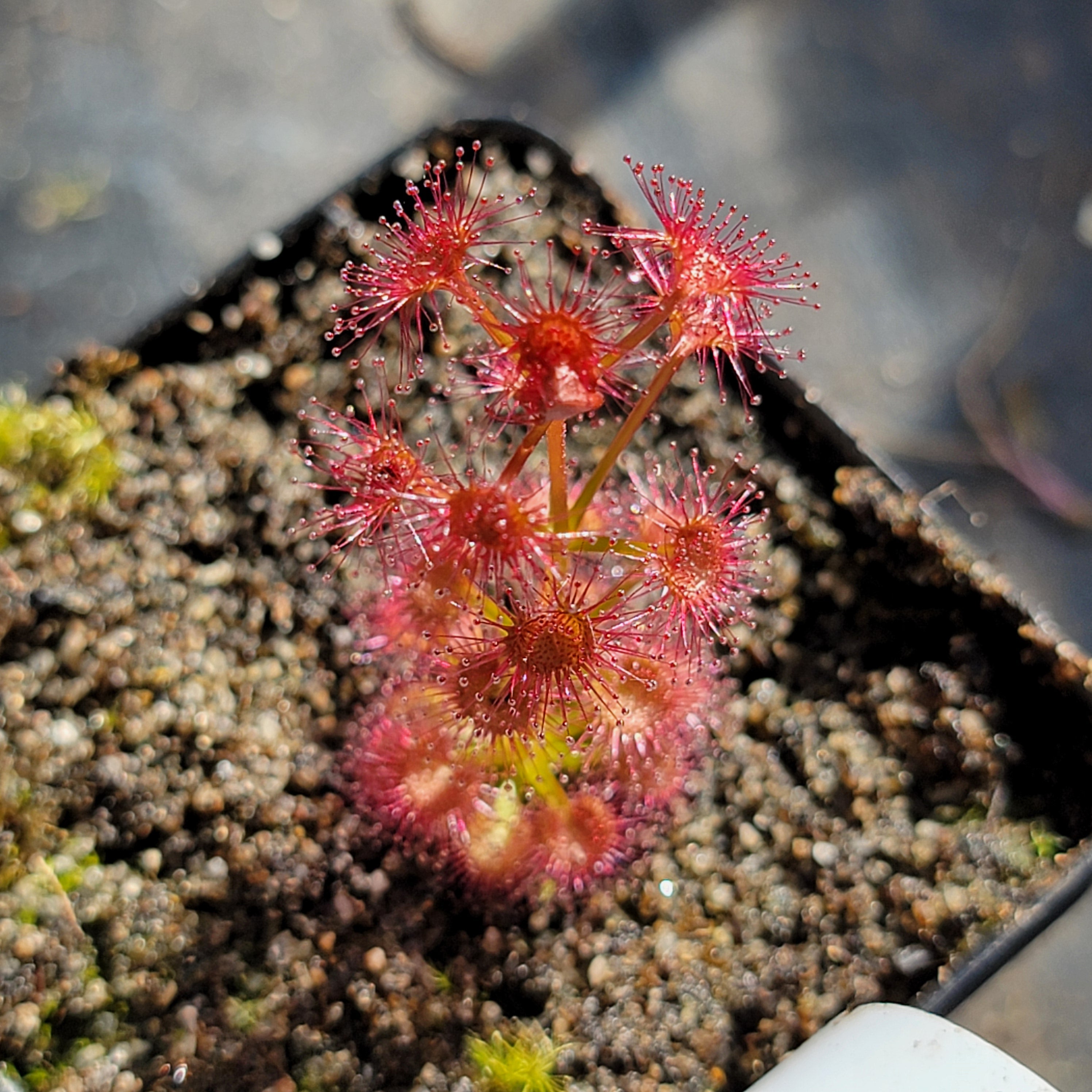 Drosera purpurascens {Katanning, WA}