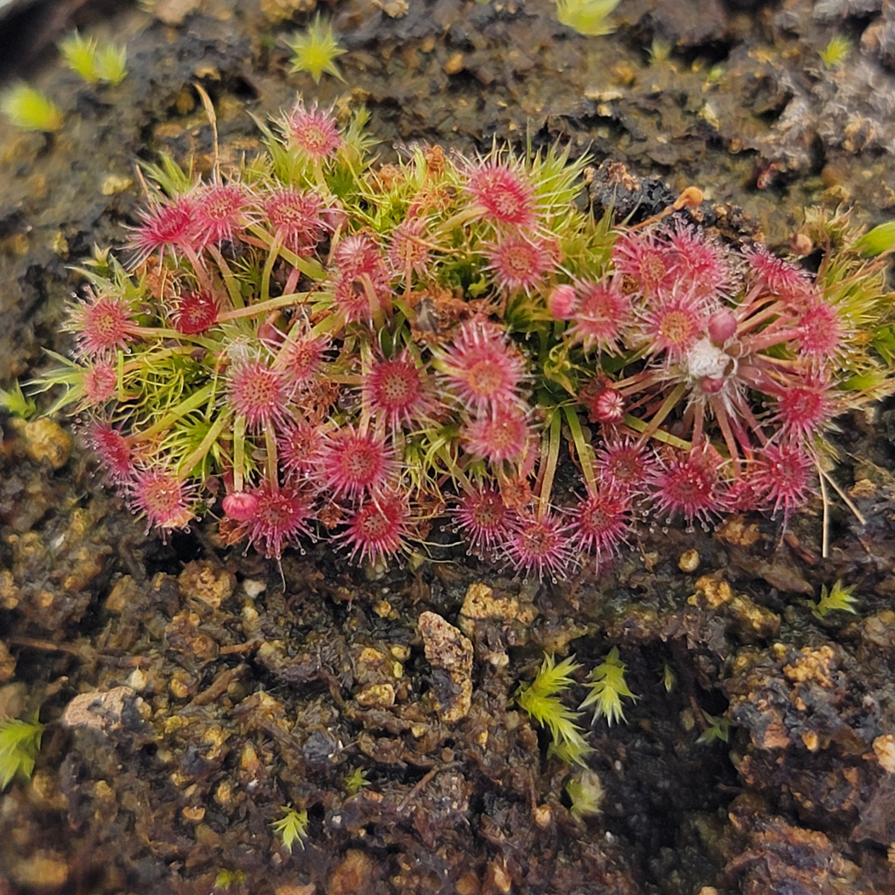 Drosera pygmaea - -Rainbow Carnivorous Plants LLC