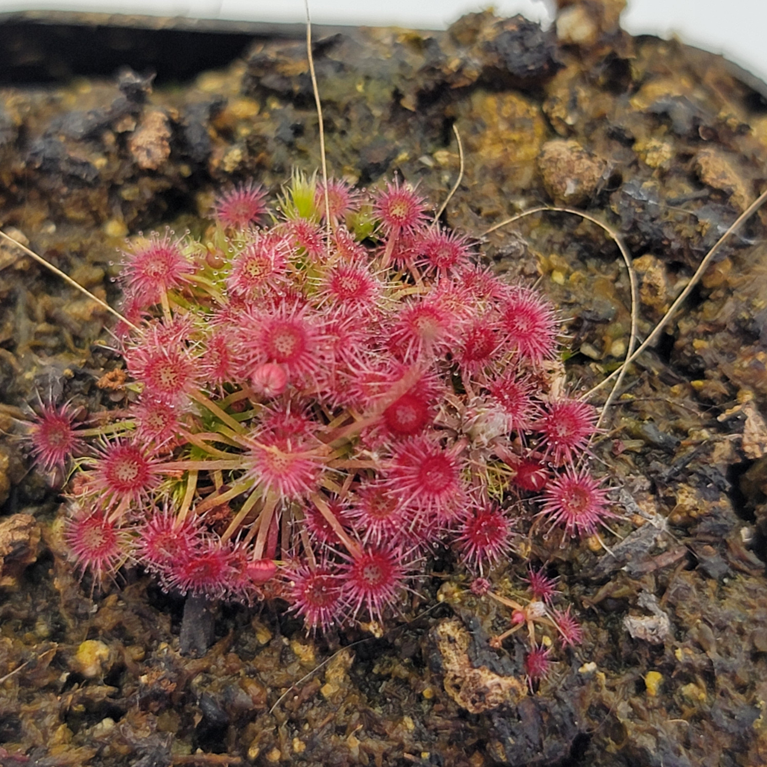 Drosera pygmaea - -Rainbow Carnivorous Plants LLC