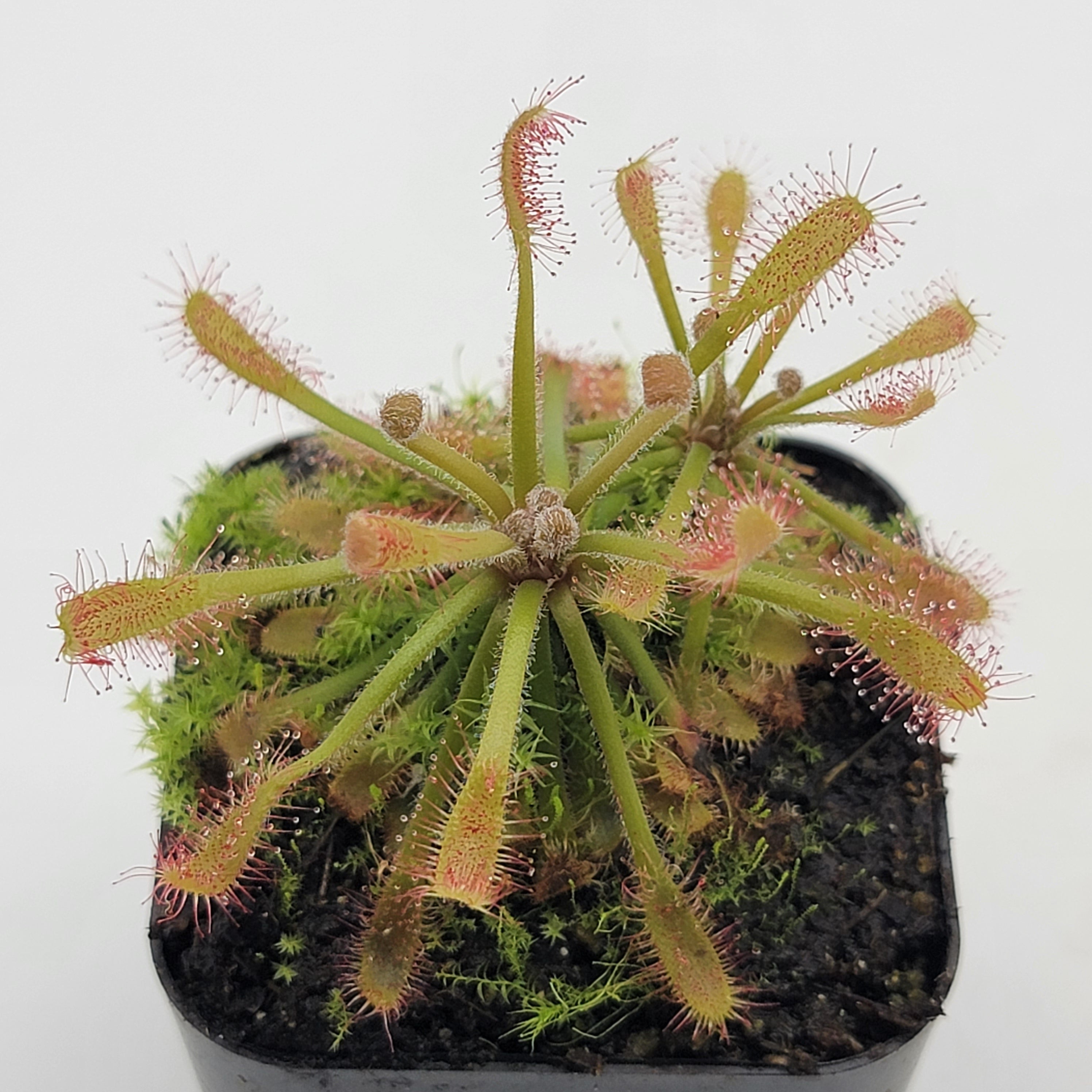 Drosera riparia - -Rainbow Carnivorous Plants LLC