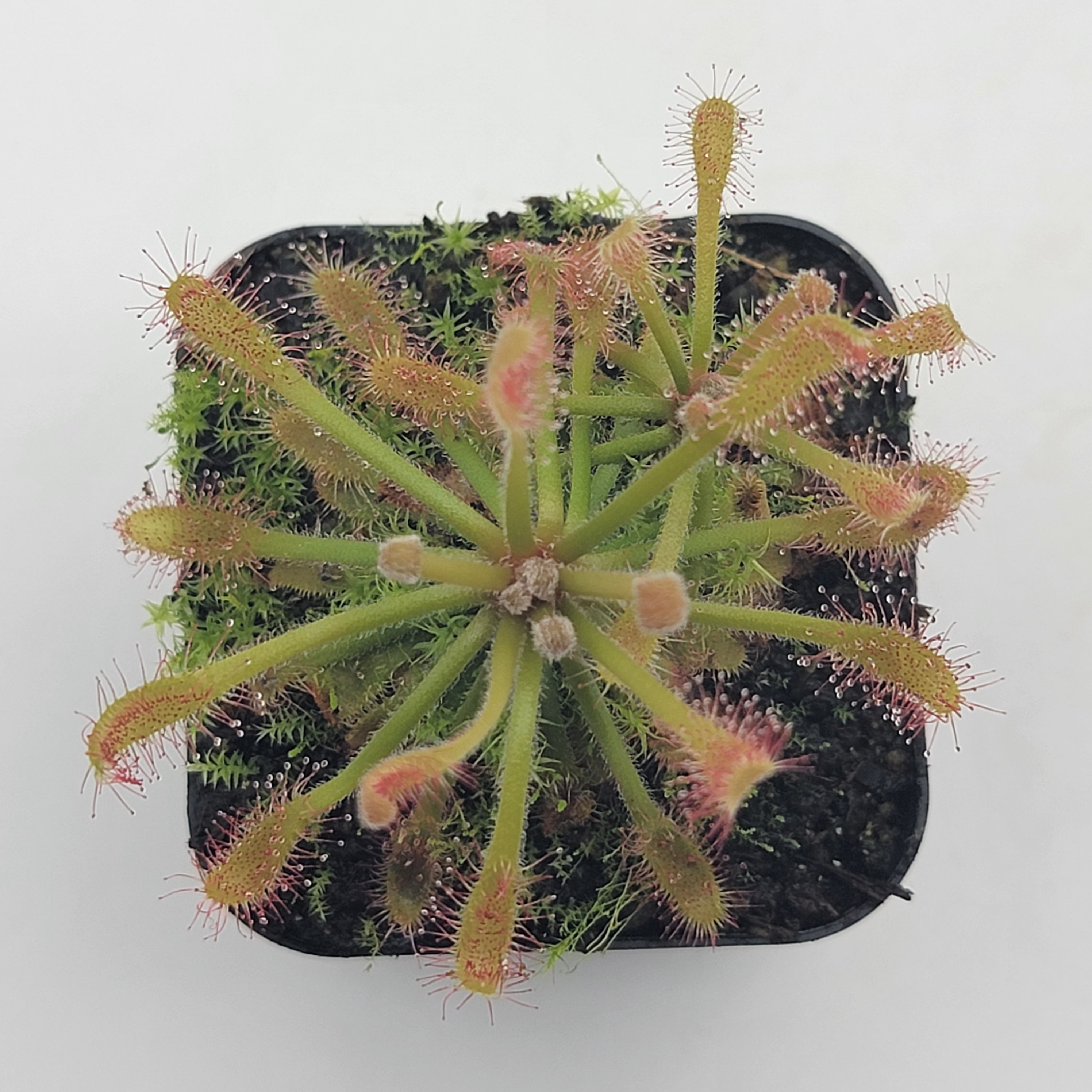 Drosera riparia - Rainbow Carnivorous Plants LLC