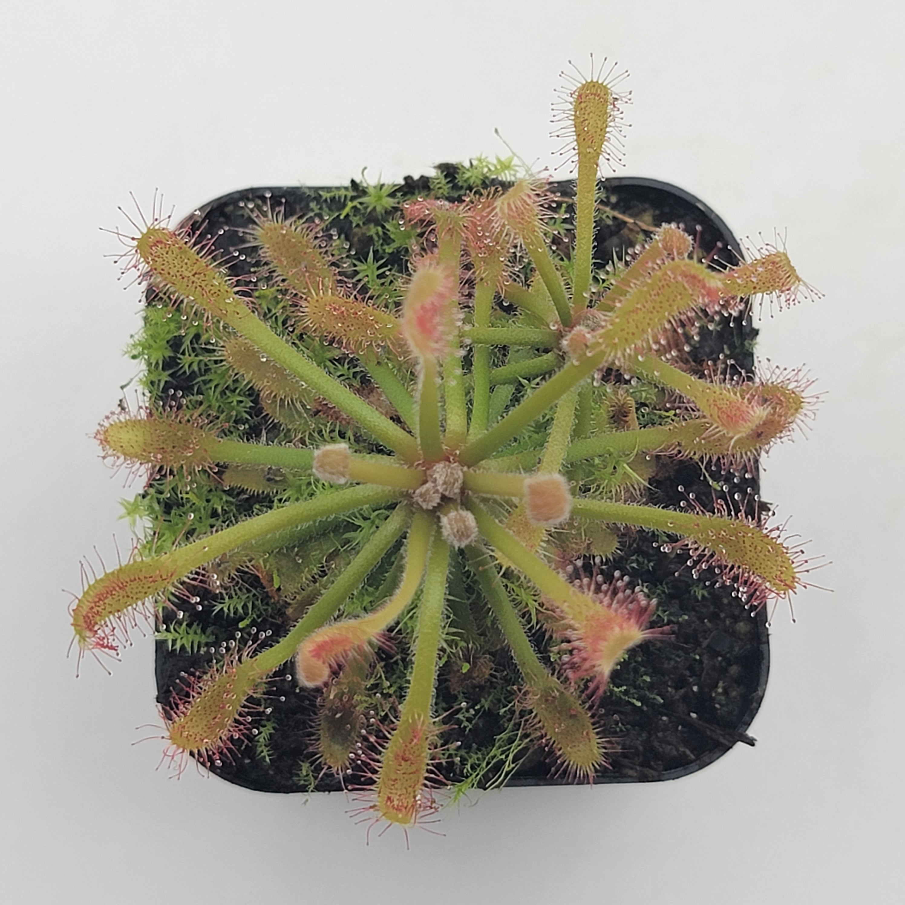 Drosera riparia - -Rainbow Carnivorous Plants LLC