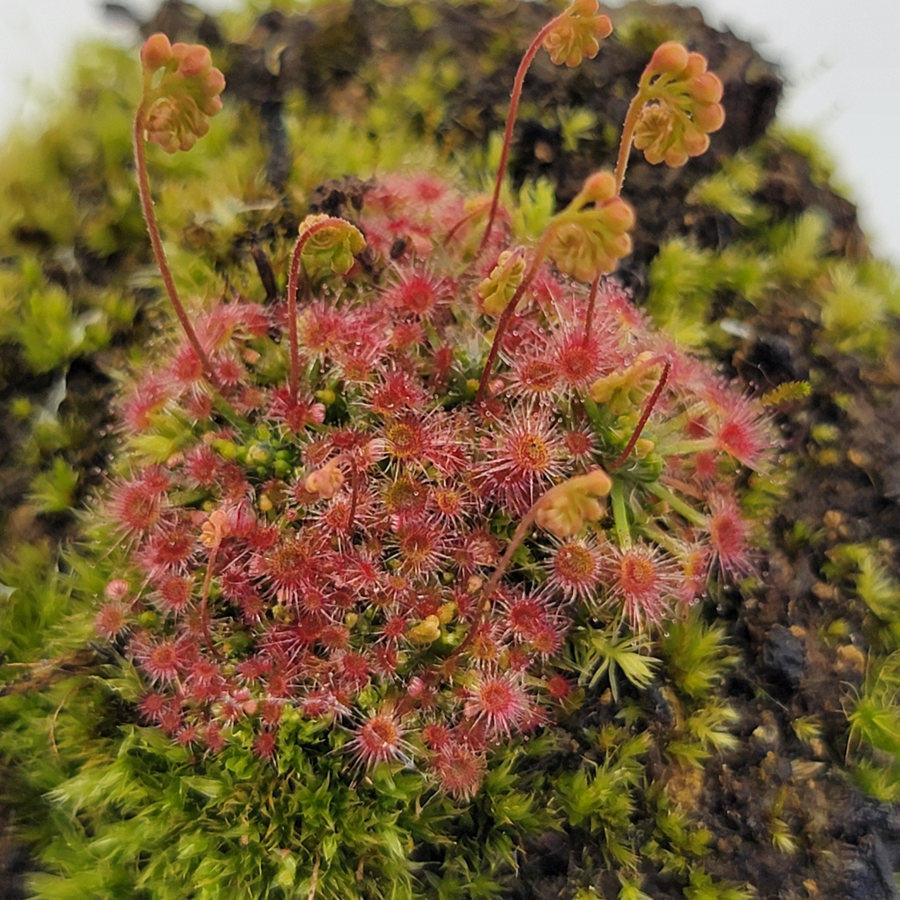 Drosera sargentii - -Rainbow Carnivorous Plants LLC