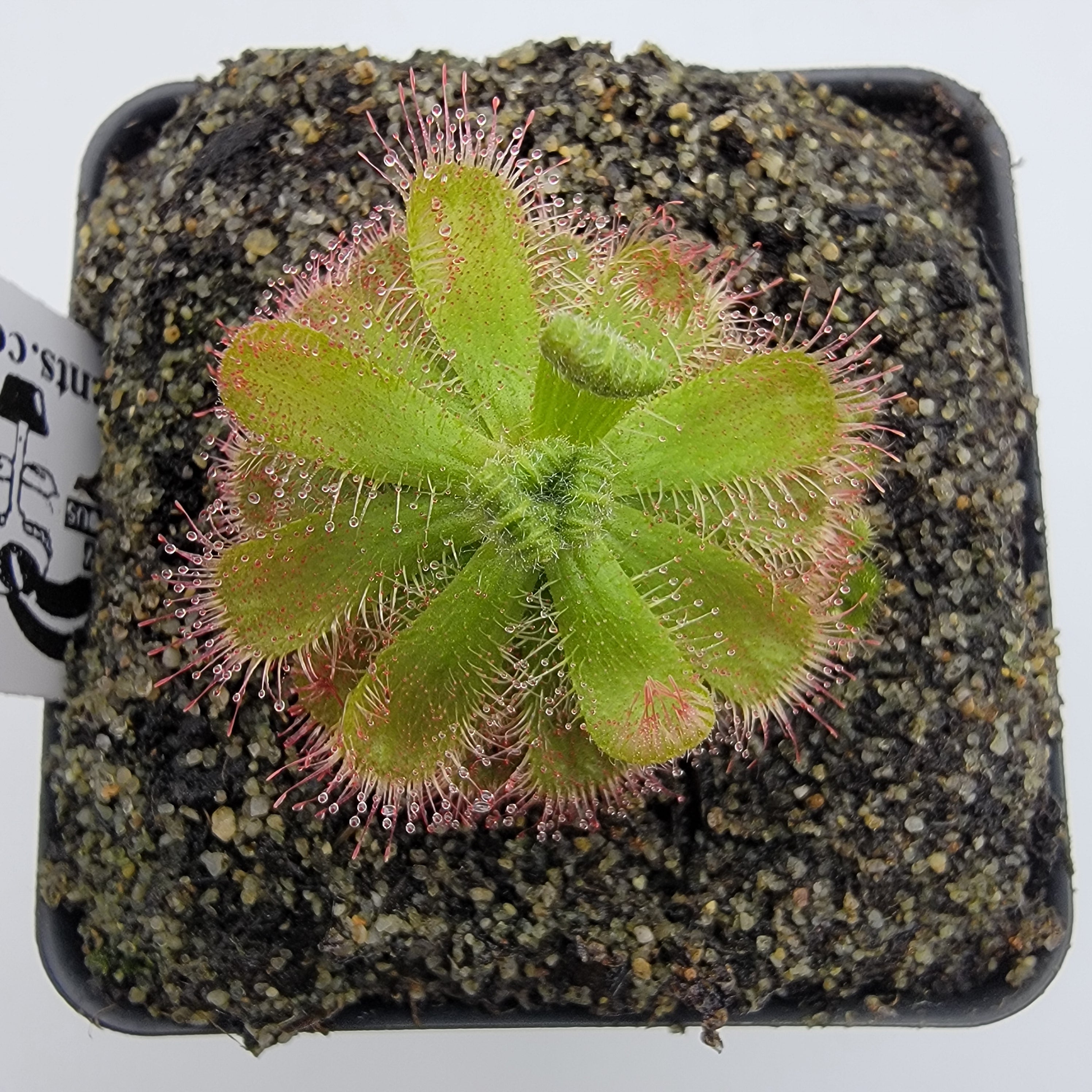 Drosera trinervia {Table Mountain, South Africa} - -Rainbow Carnivorous Plants LLC