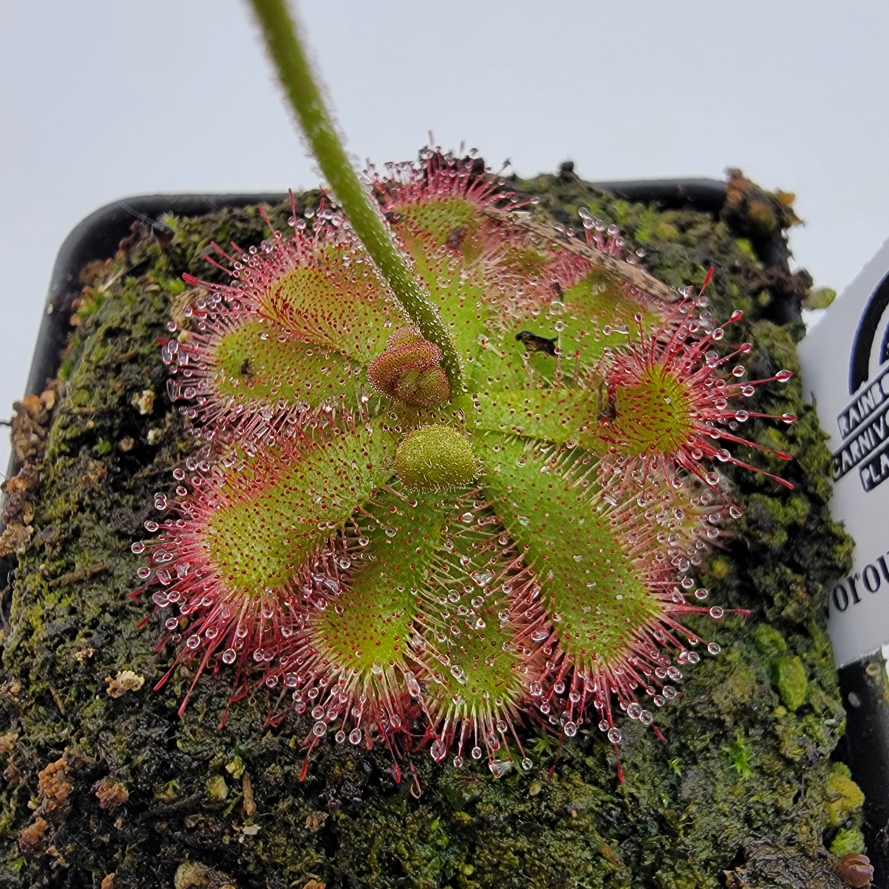 Drosera trinervia {Bainskloof Pass} - -Rainbow Carnivorous Plants LLC