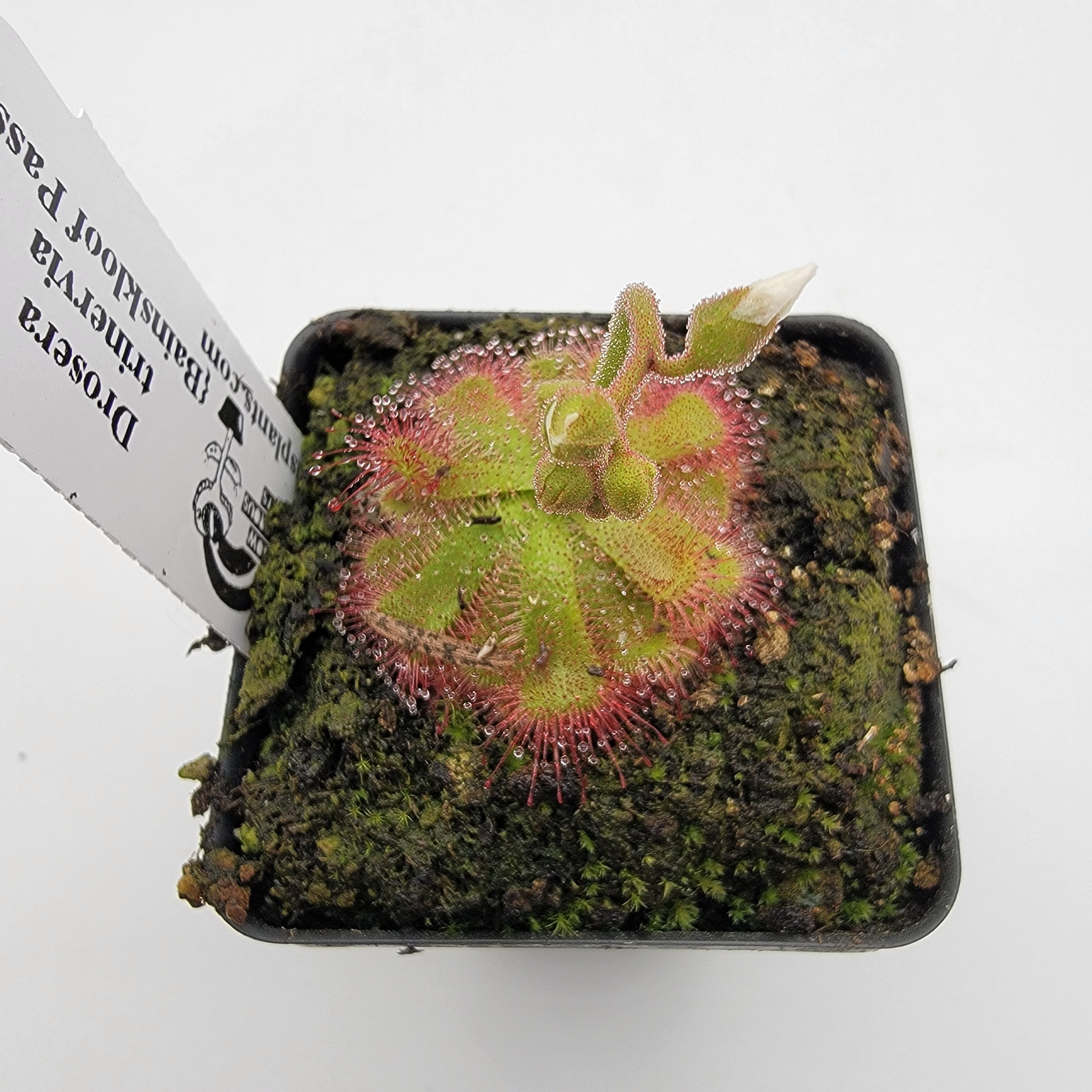 Drosera trinervia {Bainskloof Pass} - -Rainbow Carnivorous Plants LLC