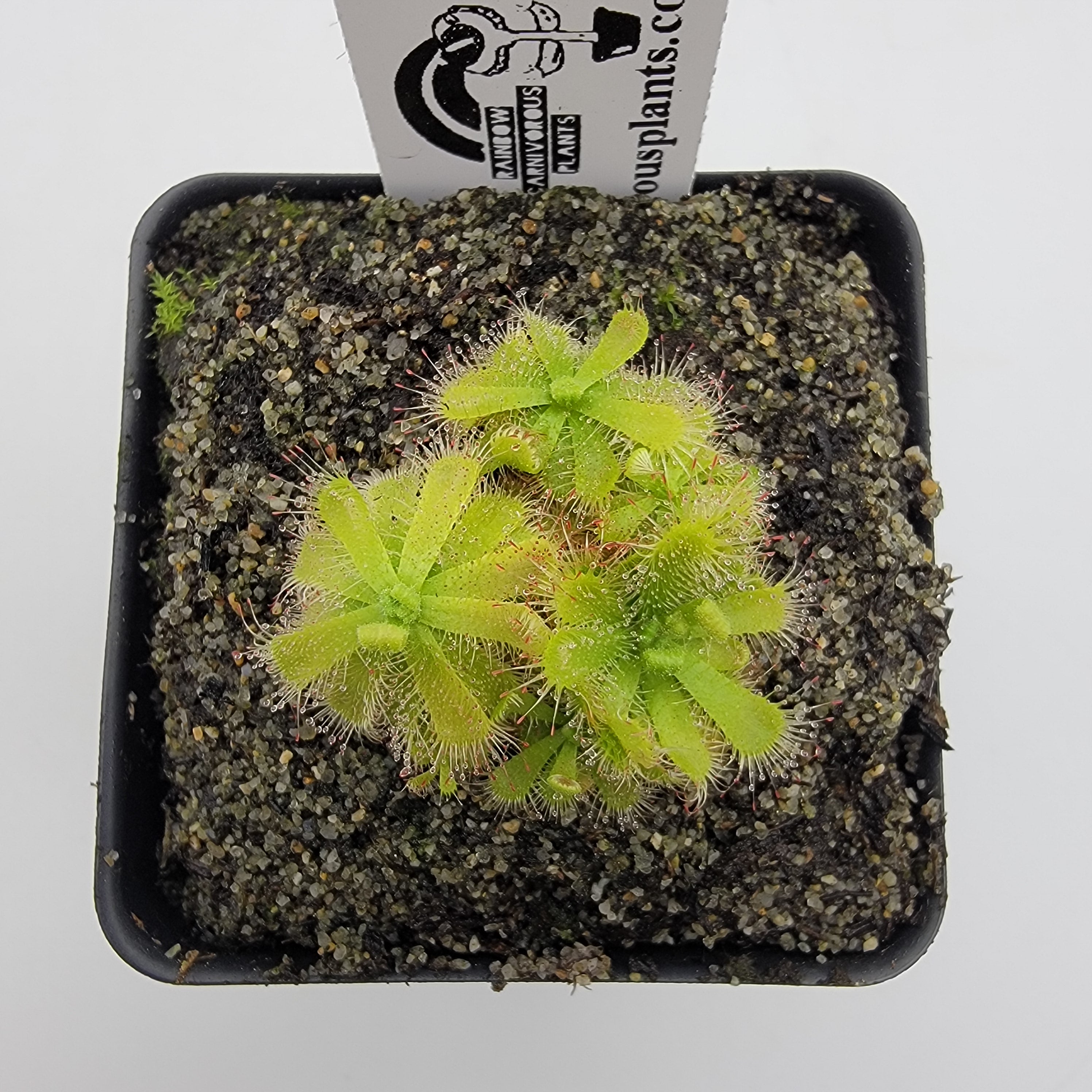 Drosera trinervia {Stormsvlei Kloof} - -Rainbow Carnivorous Plants LLC