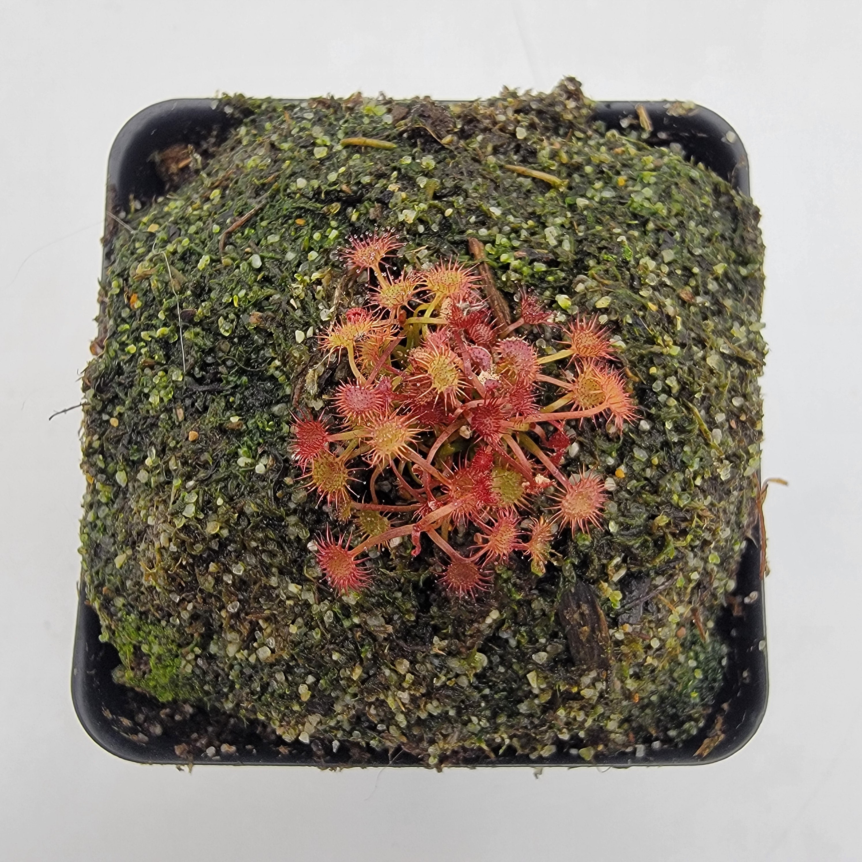 Drosera yilgarnensis