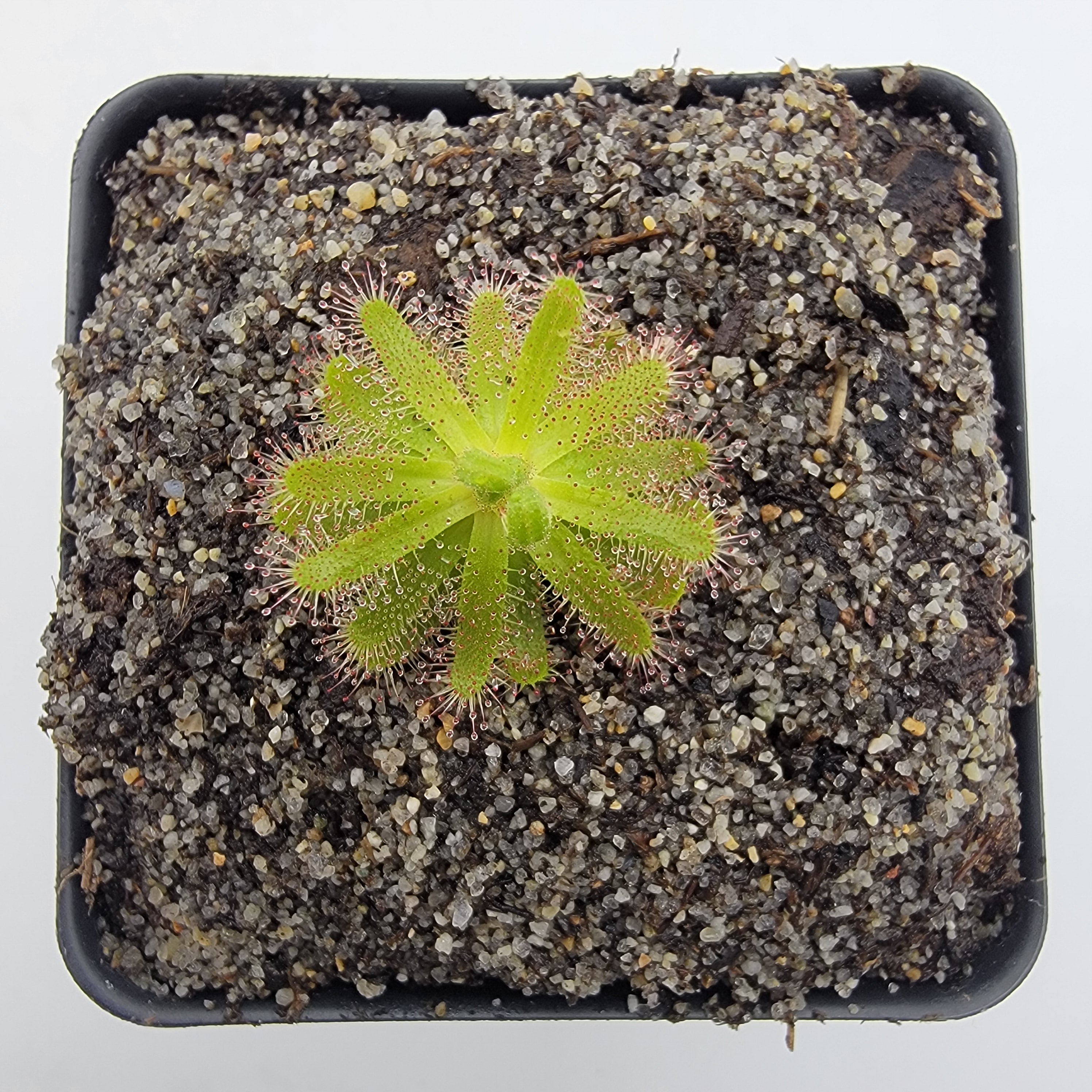 Drosera zeyheri {Somerset West, South Africa} -Drosera -Rainbow Carnivorous Plants LLC