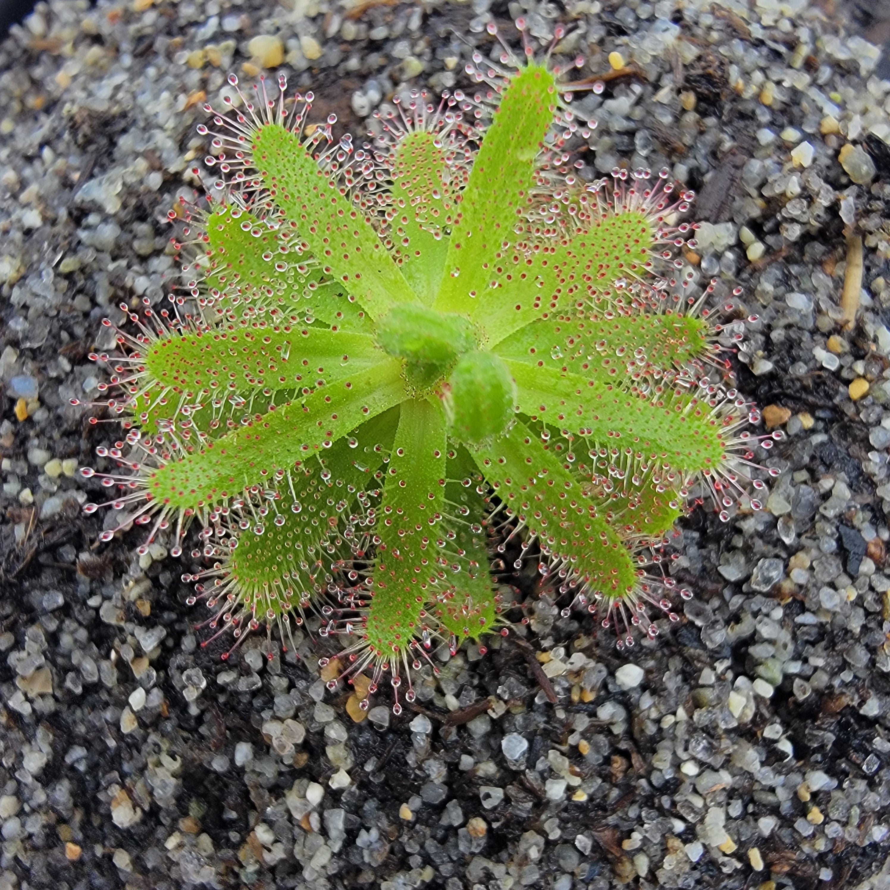 Drosera zeyheri {Somerset West, South Africa} -Drosera -Rainbow Carnivorous Plants LLC