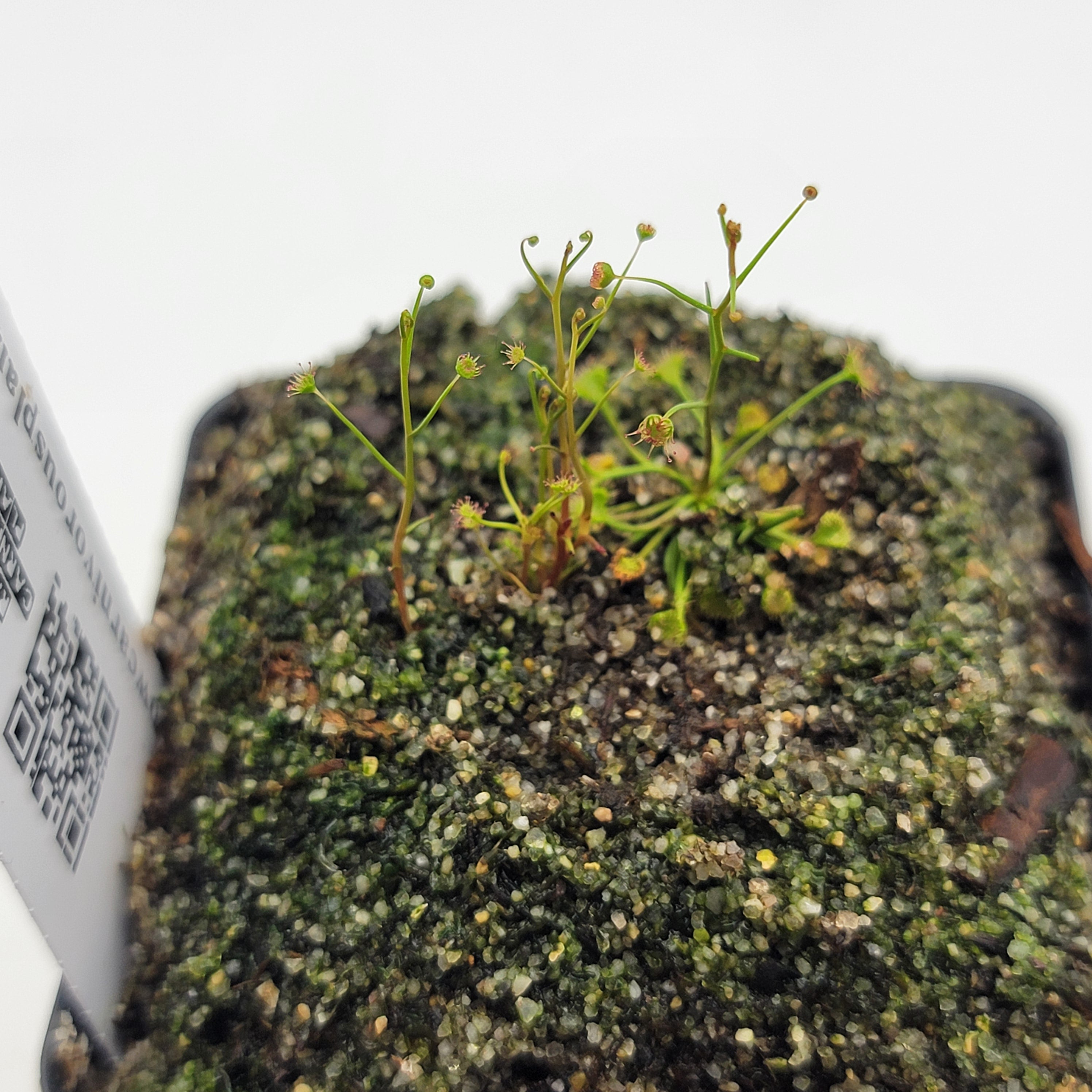 Drosera zigzagia