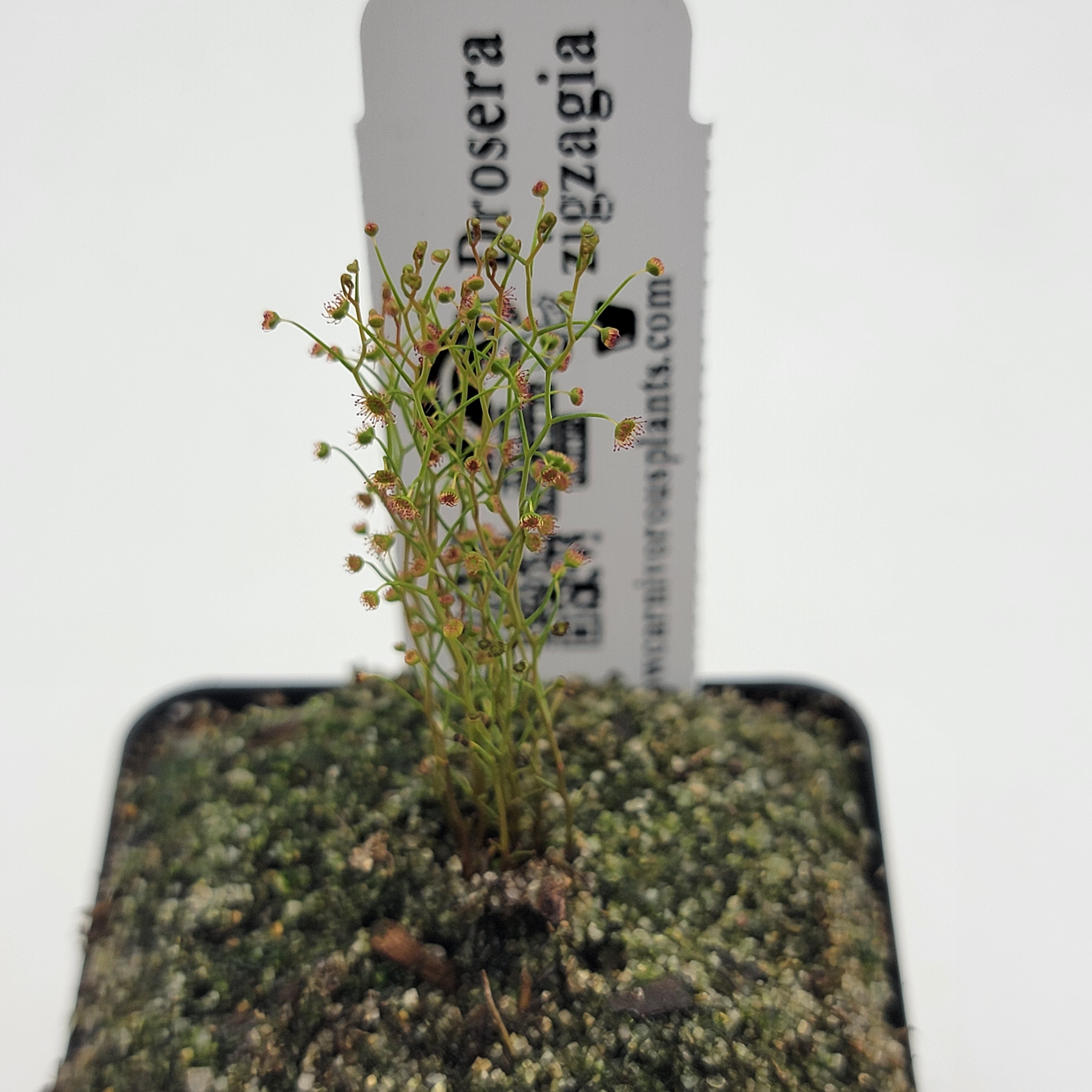 Drosera zigzagia | Drosera | Rainbow Carnivorous Plants LLC