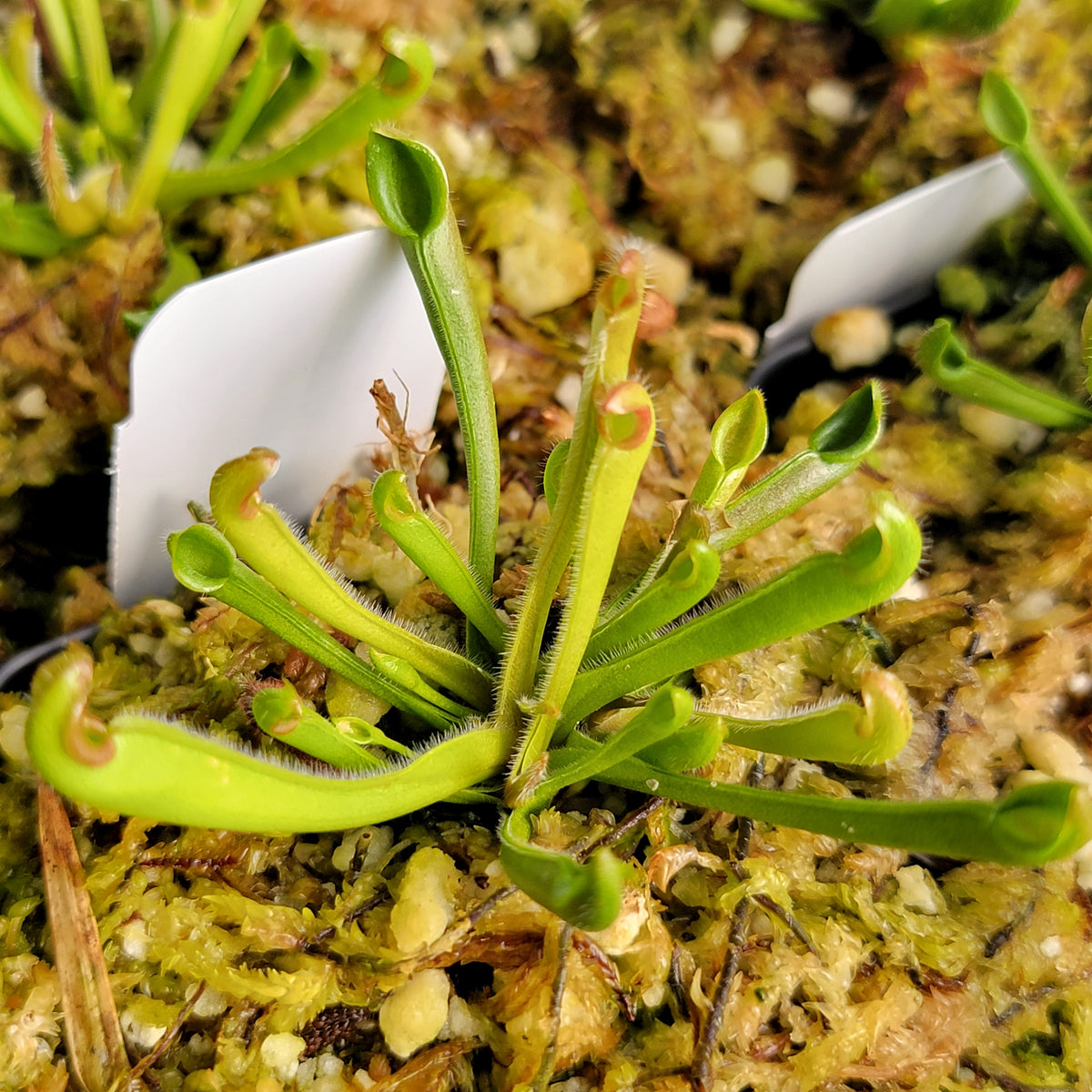 Heliamphora (heterodoxa x minor) x macdonaldae clone #3