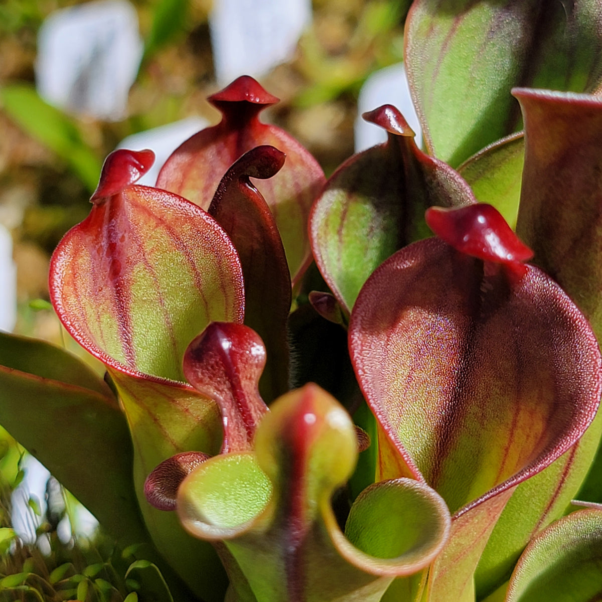 Heliamphora (heterodoxa x minor) x macdonaldae clone #3