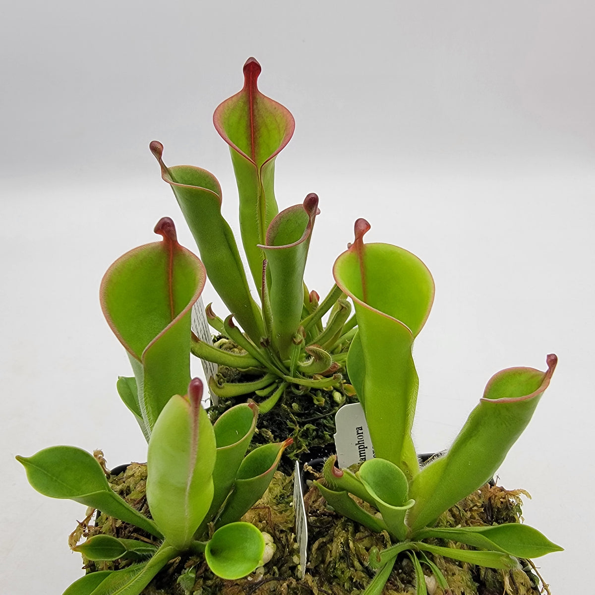 Heliamphora (heterodoxa x minor) x macdonaldae clone #2