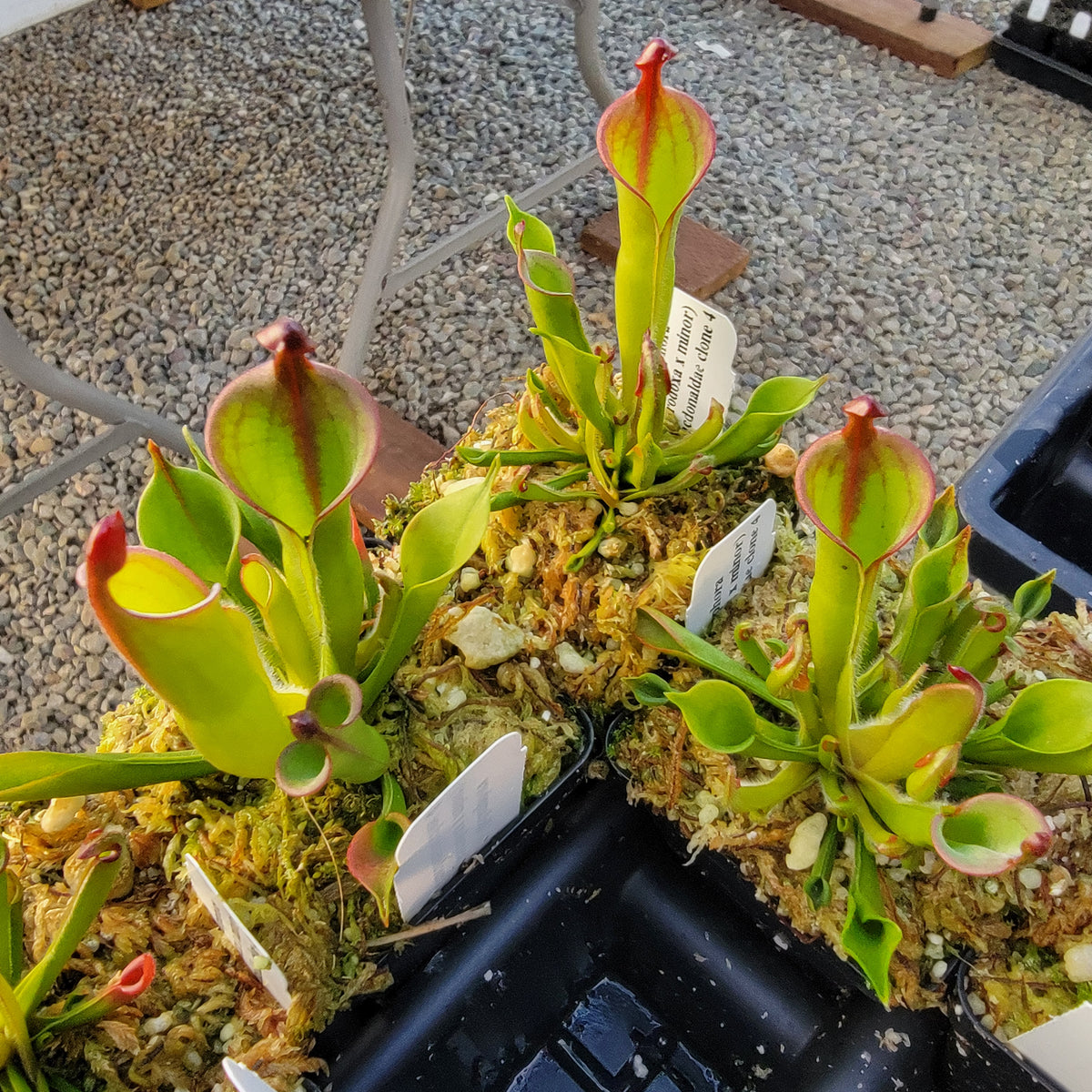 Heliamphora (heterodoxa x minor) x macdonaldae clone #4