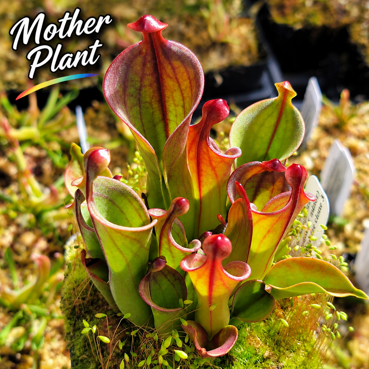 Heliamphora (heterodoxa x minor) x macdonaldae clone #3