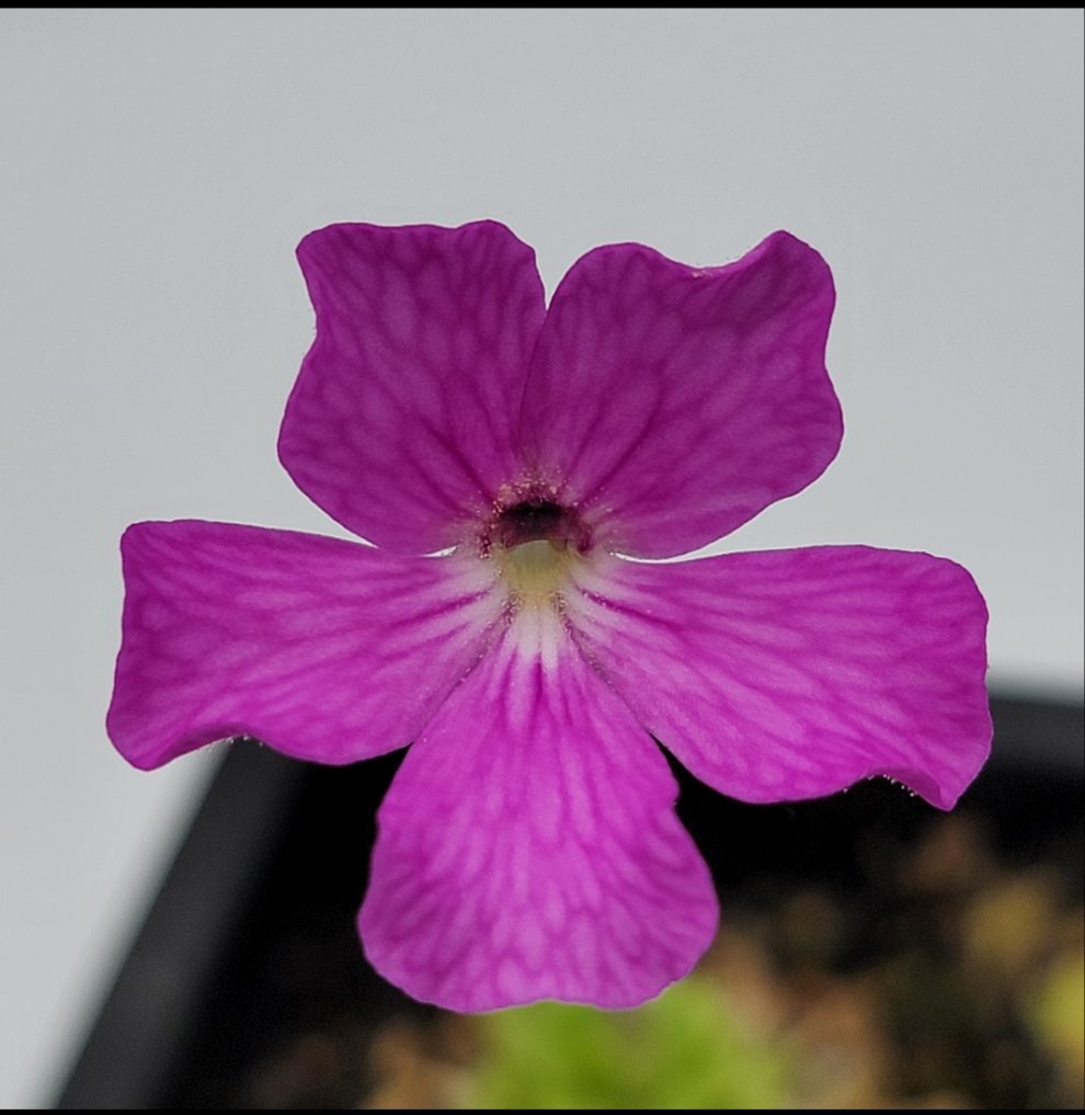 Pinguicula sp. "Tehuacan" -Butterworts -Rainbow Carnivorous Plants LLC