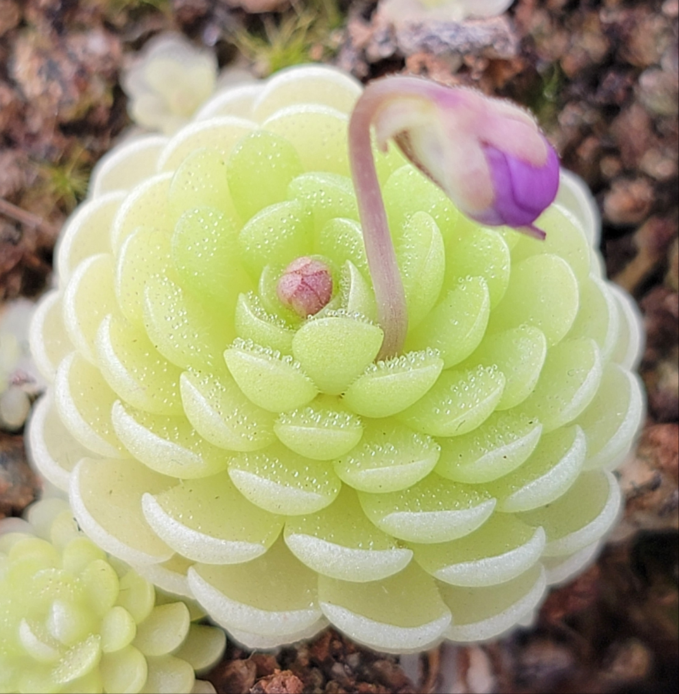 Pinguicula esseriana -Butterworts -Rainbow Carnivorous Plants LLC
