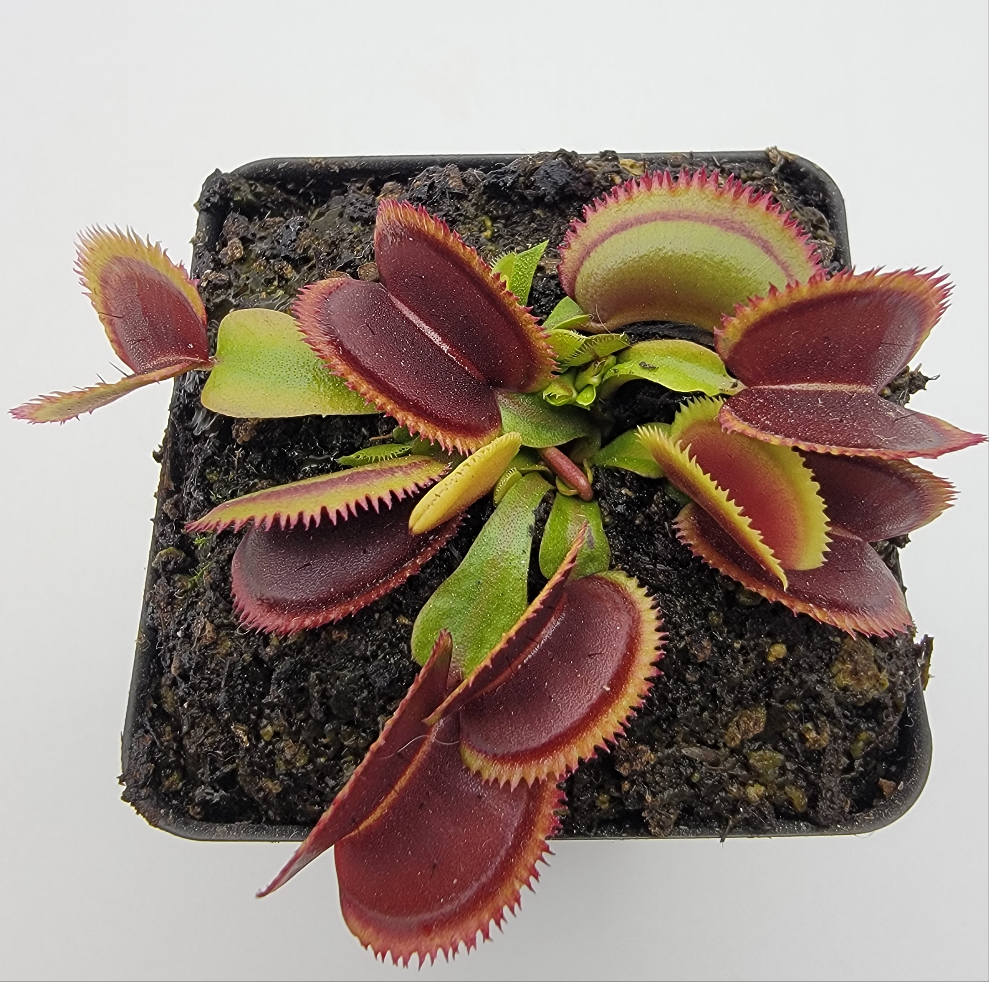 Venus flytrap (Dionaea muscipula) "Brutal Shark" - -Rainbow Carnivorous Plants LLC
