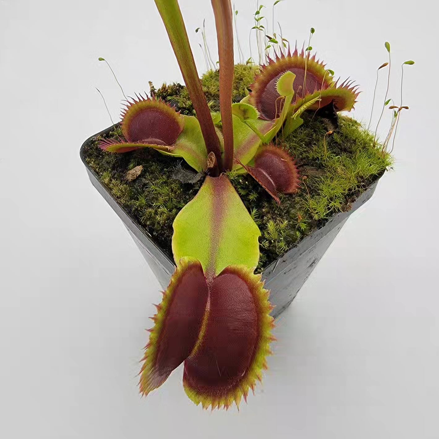Venus flytrap (Dionaea muscipula) 'Sawtooth' x 'Red Piranha' - -Rainbow Carnivorous Plants LLC