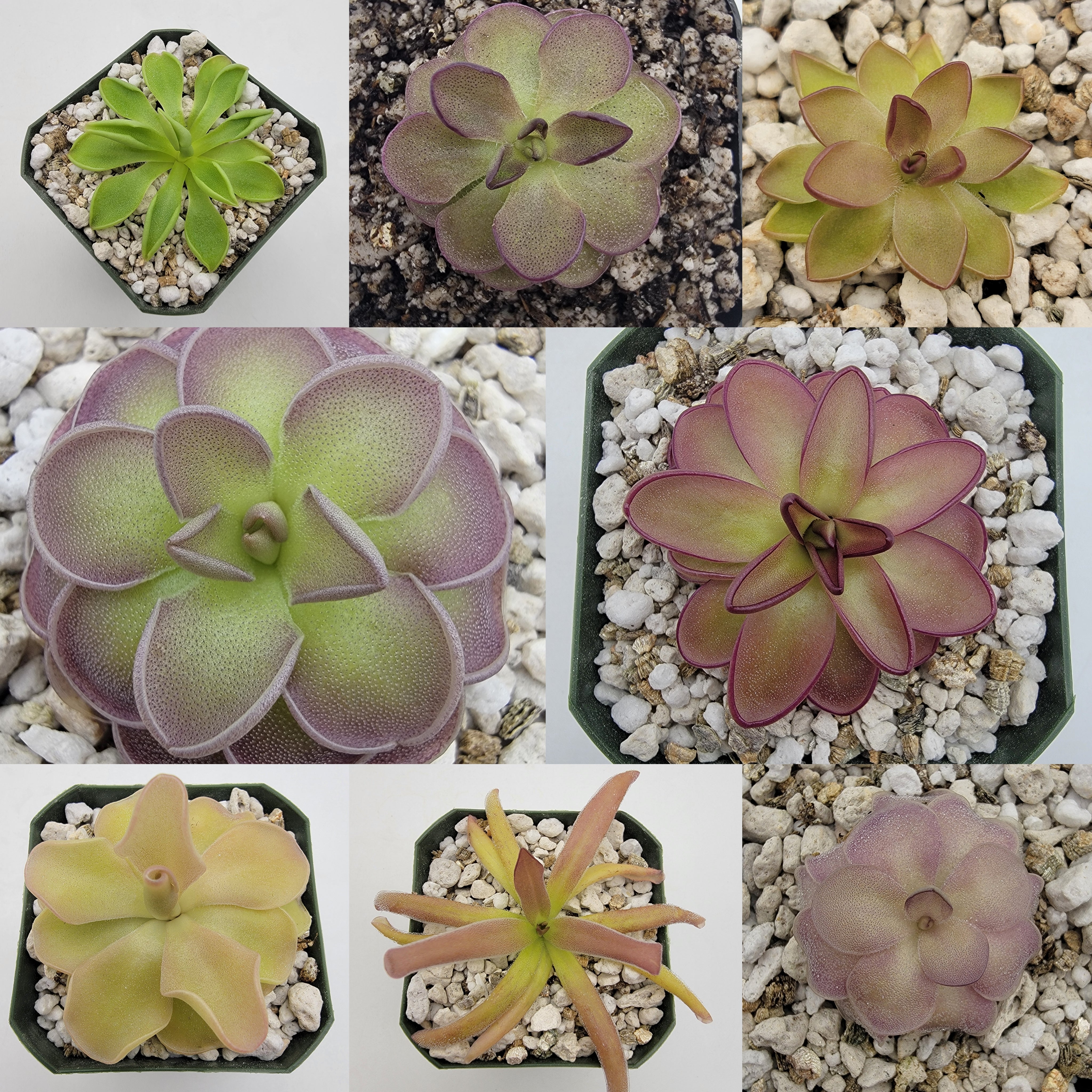 Mystery monthly Ping (1 Ping per customer/order) -Butterworts -Rainbow Carnivorous Plants LLC