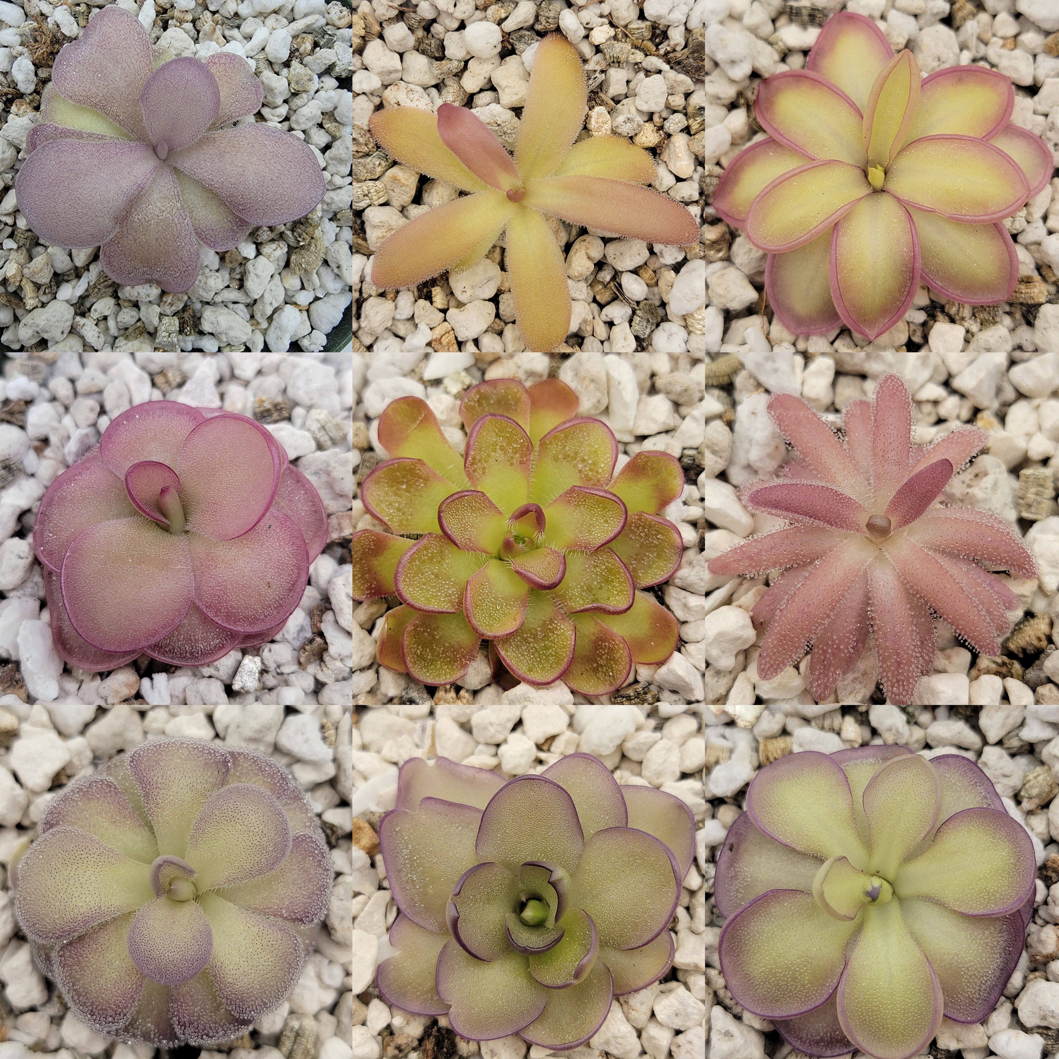 Mystery Pinguicula (1 random Ping, no ID) -Butterworts -Rainbow Carnivorous Plants LLC
