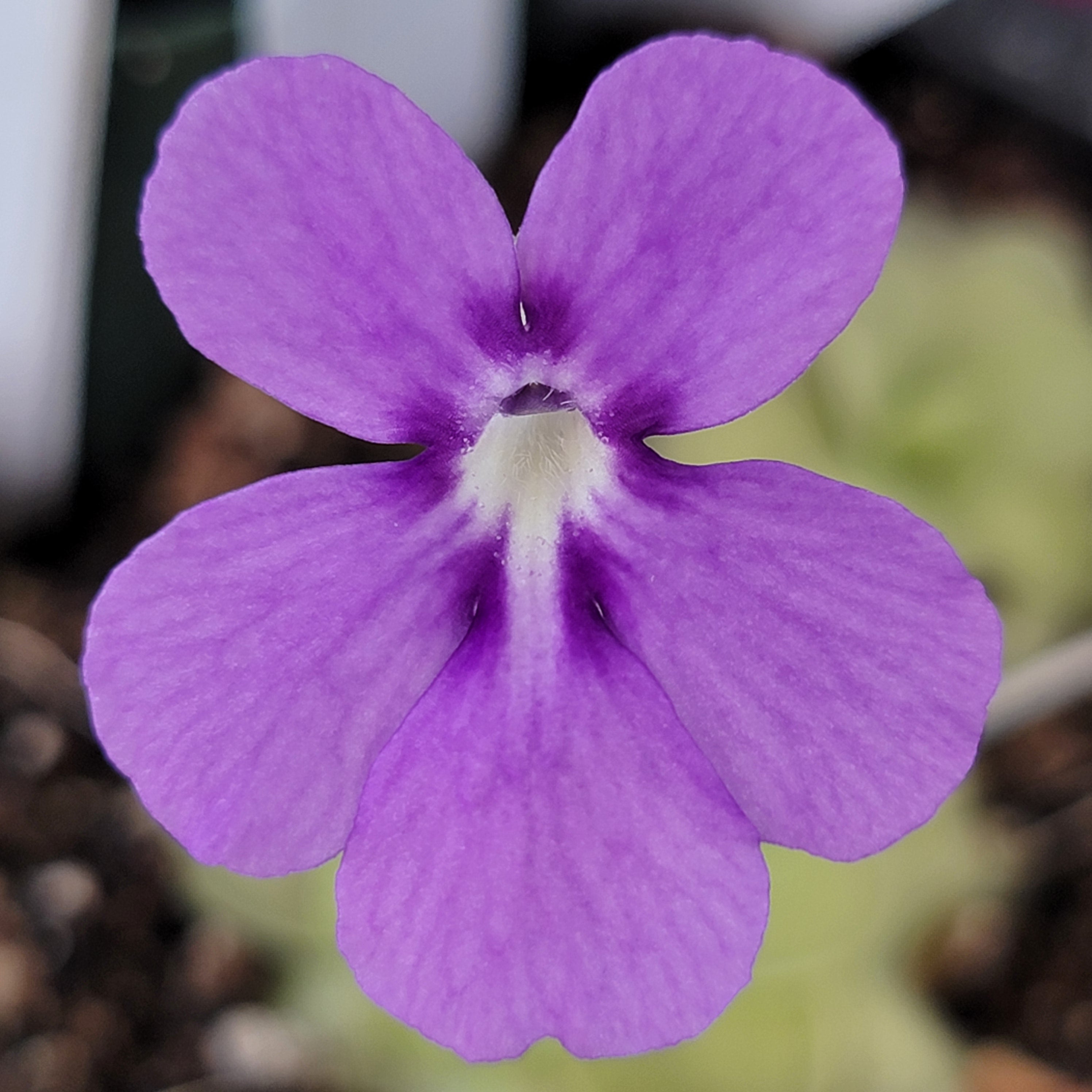 Pinguicula "ANPA A" x cyclosecta -Butterworts -Rainbow Carnivorous Plants LLC
