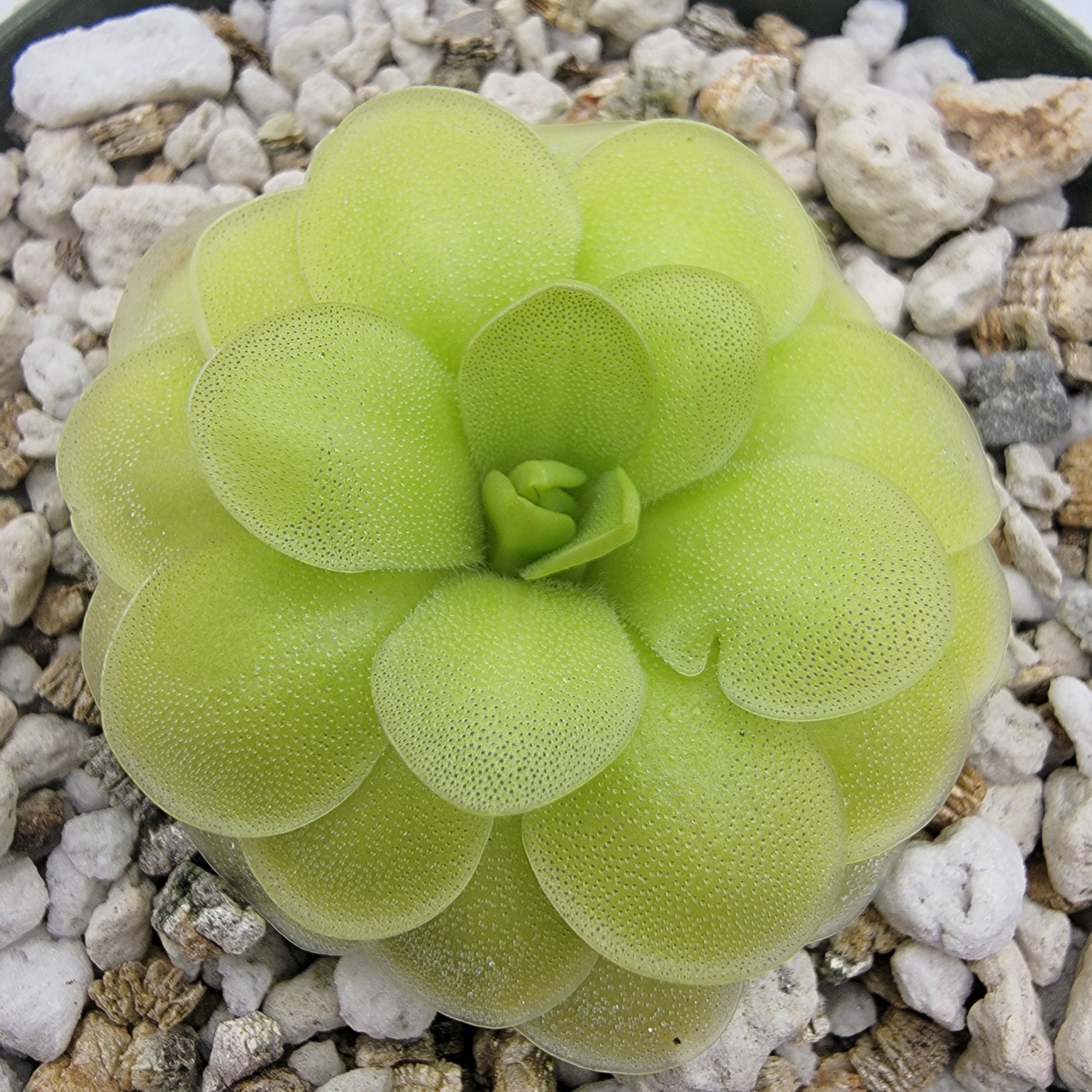 Pinguicula 