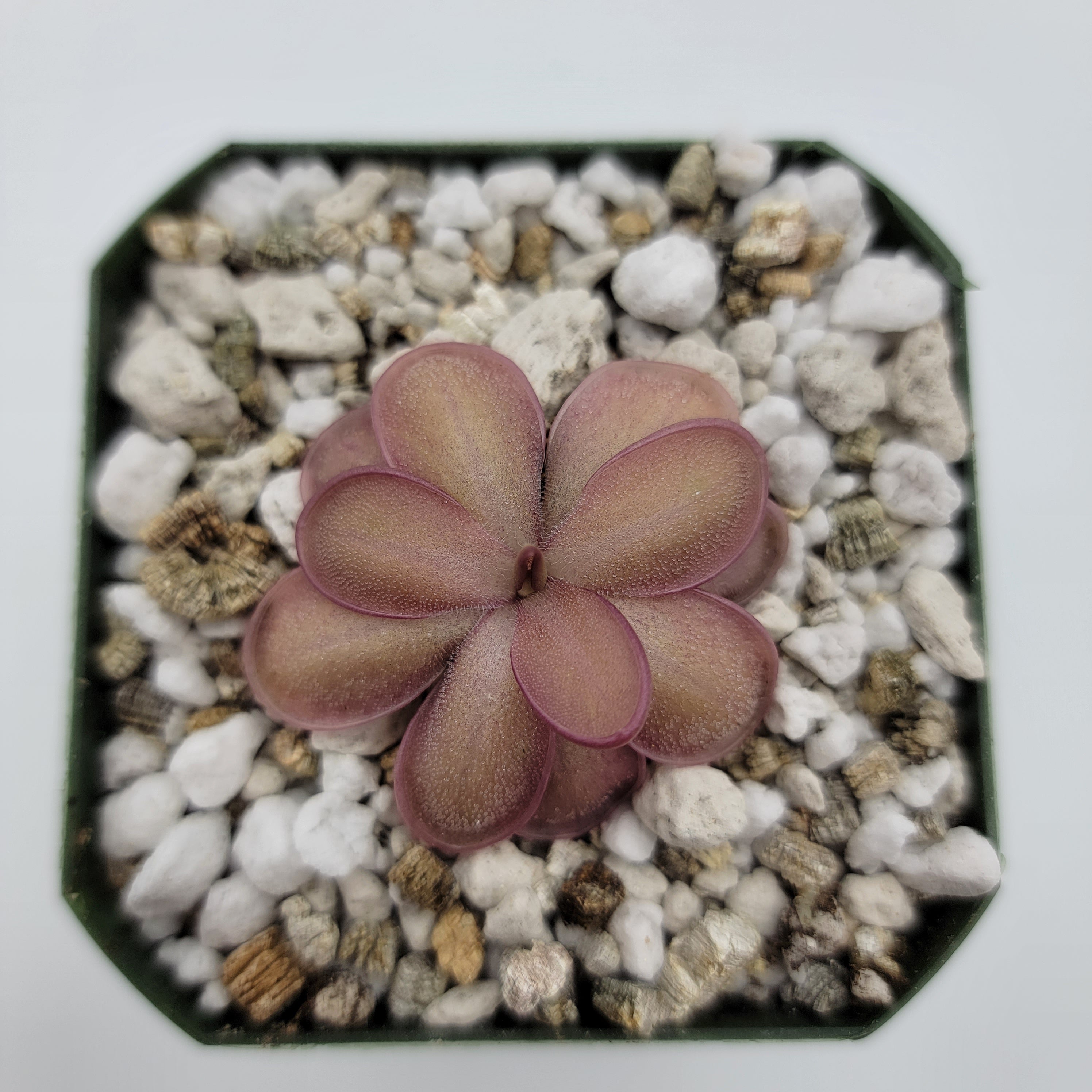 Pinguicula "ANPA A" x laueana -Butterworts -Rainbow Carnivorous Plants LLC