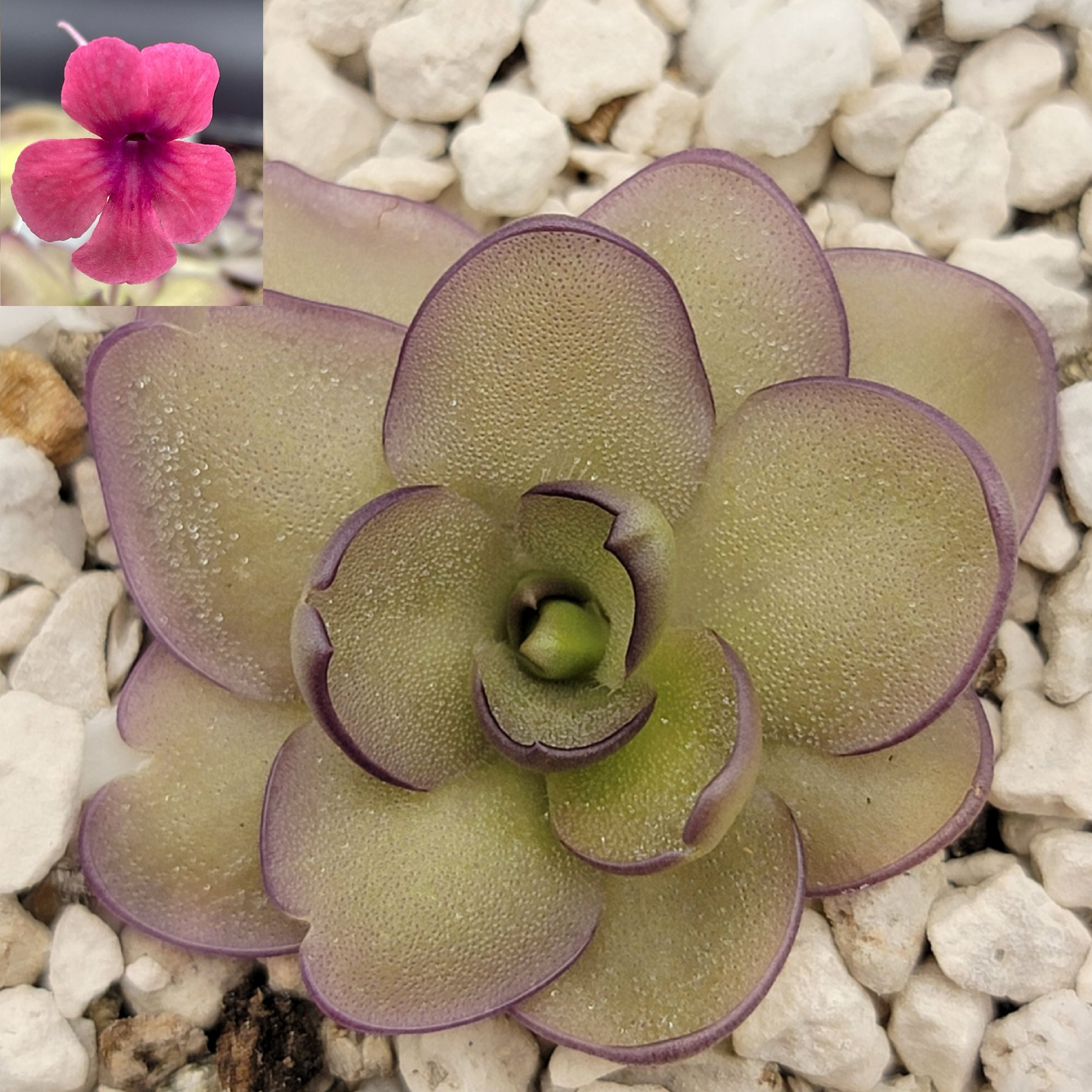 Pinguicula "Alani" -Butterworts -Rainbow Carnivorous Plants LLC