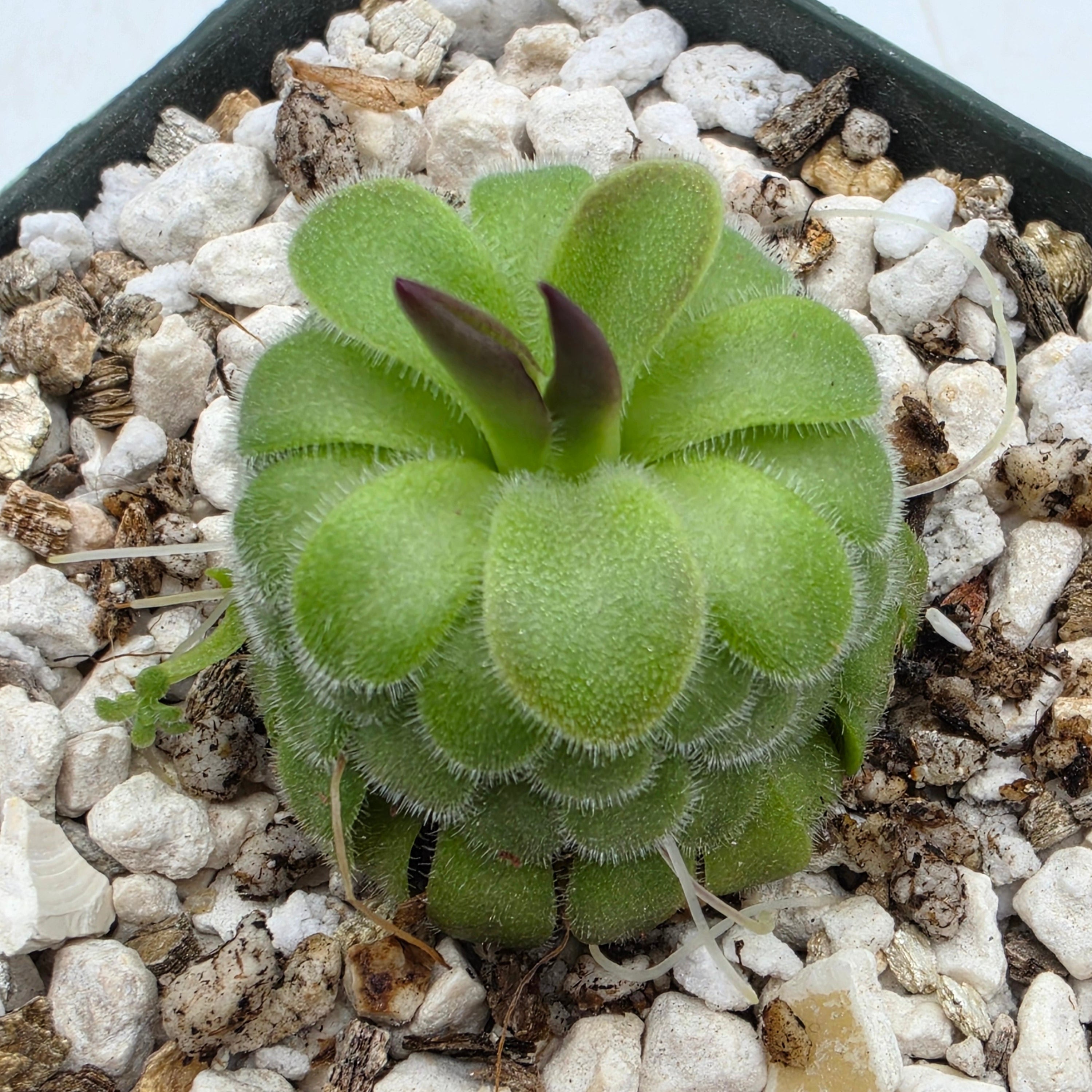Pinguicula moranensis "Big Spur" {San Juan Ixcoy, Huehuetenango, Guatemala} -Butterworts -Rainbow Carnivorous Plants LLC
