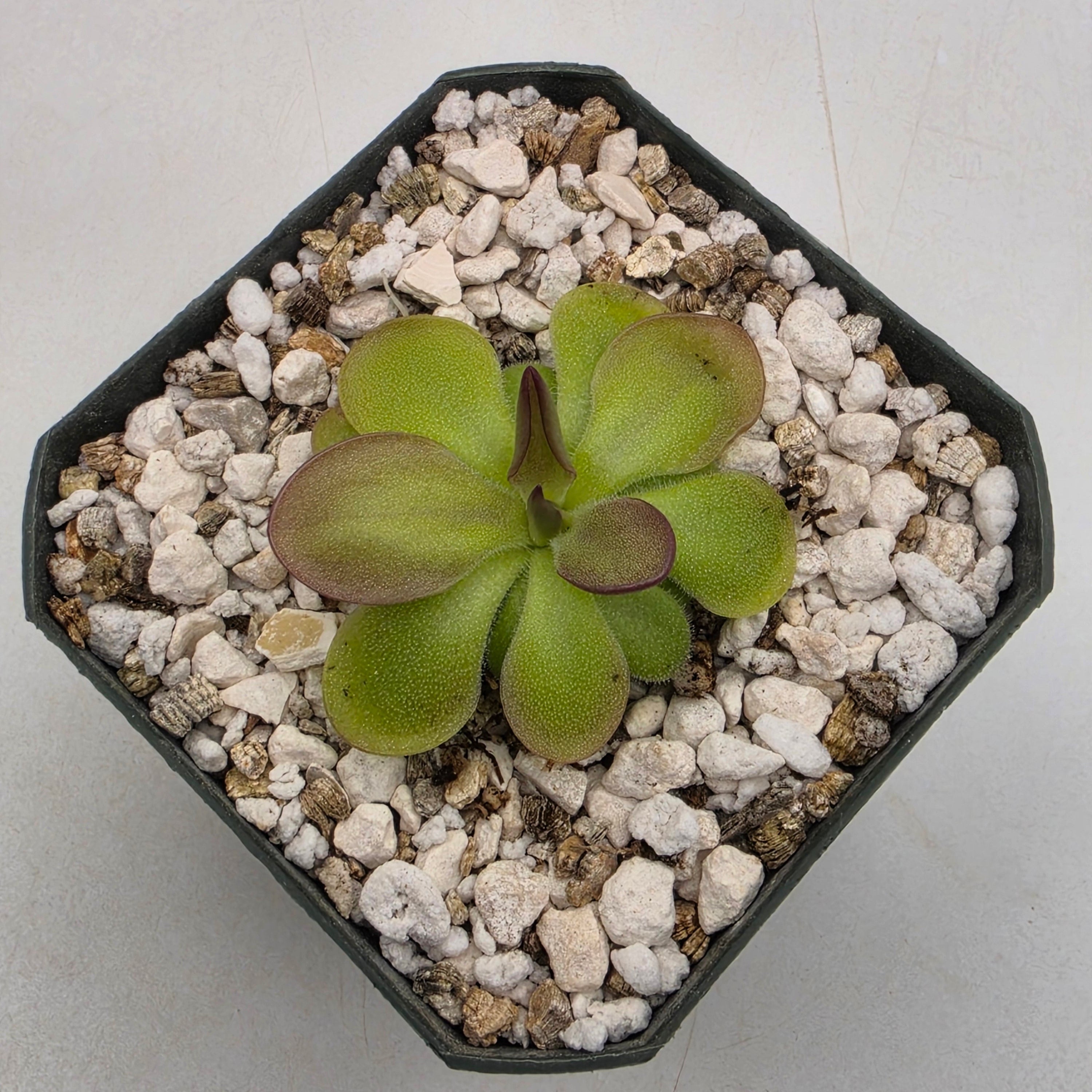 Pinguicula moranensis "Big Spur" {San Juan Ixcoy, Huehuetenango, Guatemala} -Butterworts -Rainbow Carnivorous Plants LLC