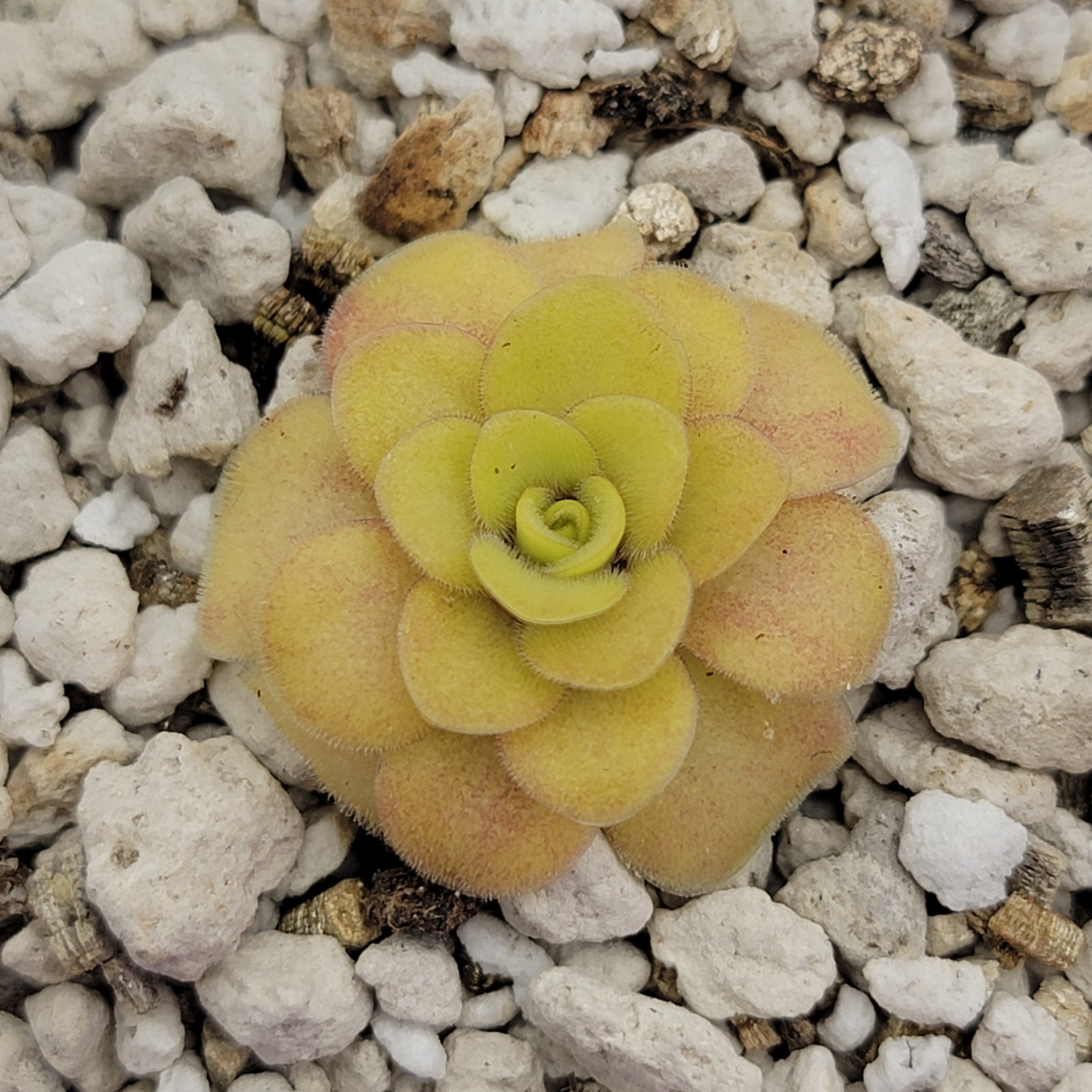 Pinguicula "Bugbane" -Butterworts -Rainbow Carnivorous Plants LLC