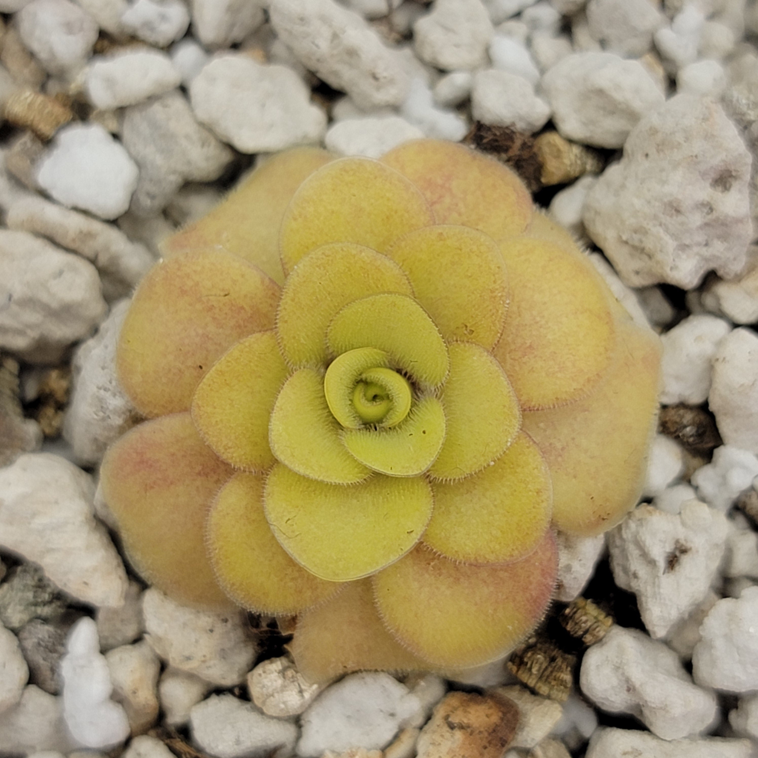 Pinguicula "Bugbane" -Butterworts -Rainbow Carnivorous Plants LLC