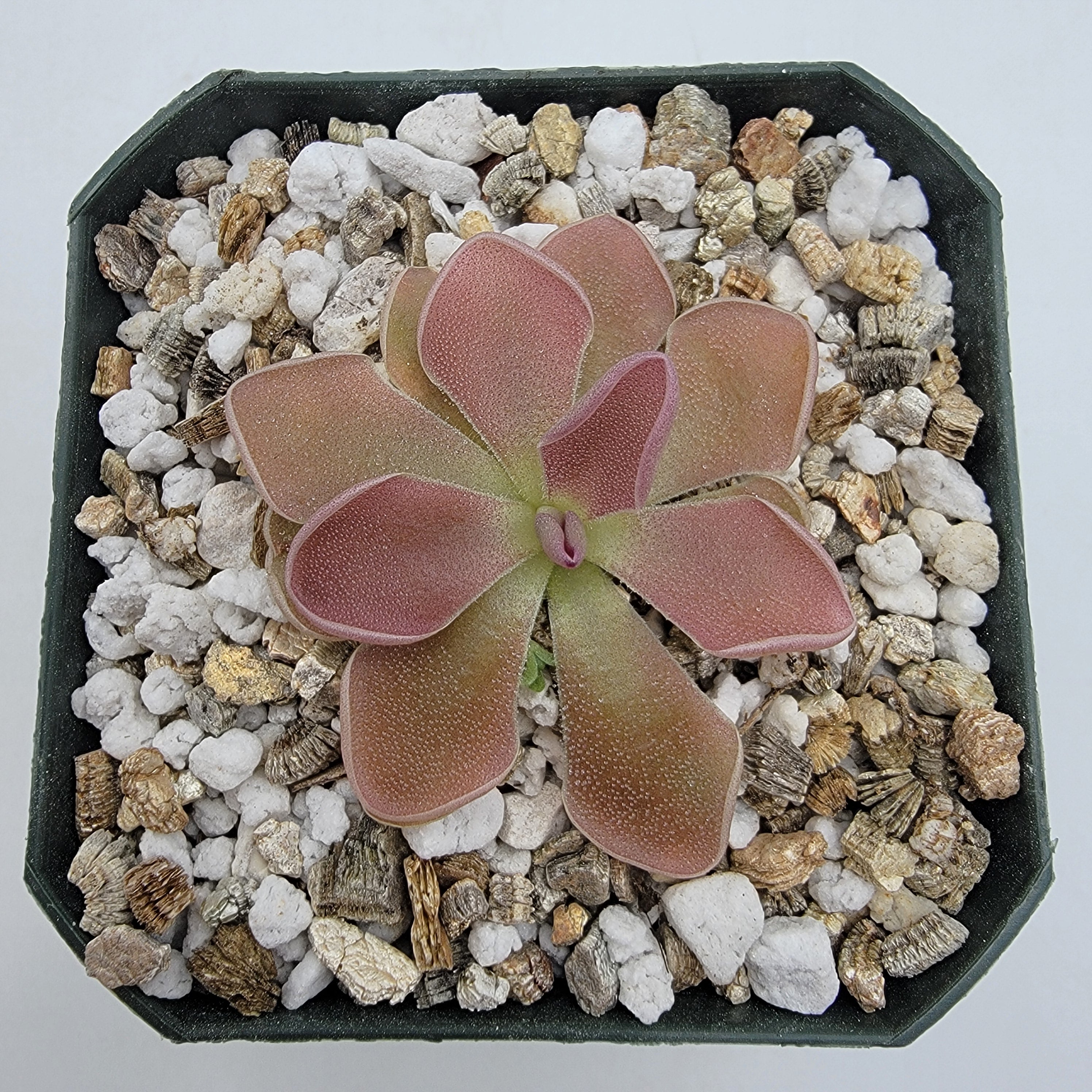 Pinguicula 'PE Formosa' -Butterworts -Rainbow Carnivorous Plants LLC