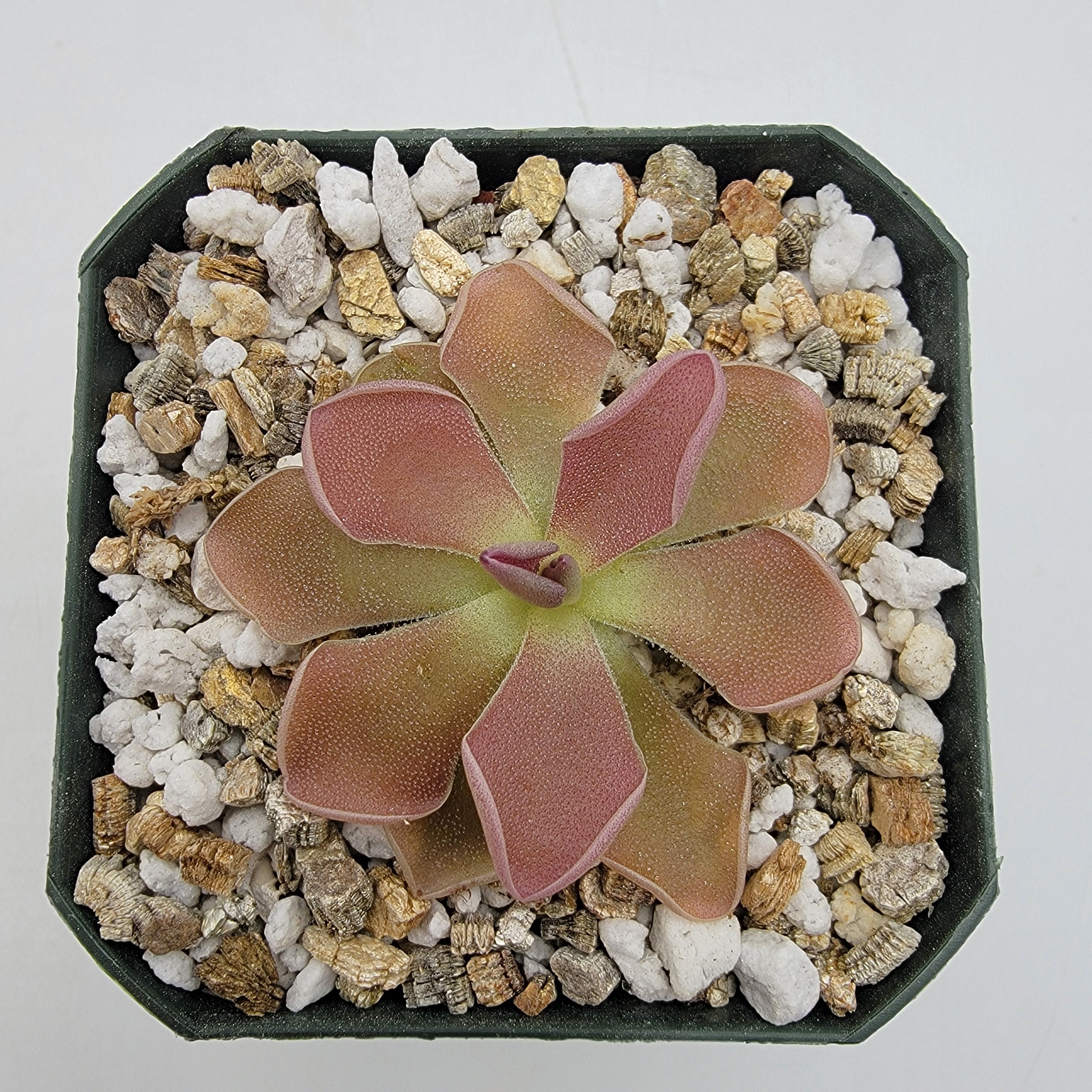 Pinguicula 'PE Formosa' -Butterworts -Rainbow Carnivorous Plants LLC