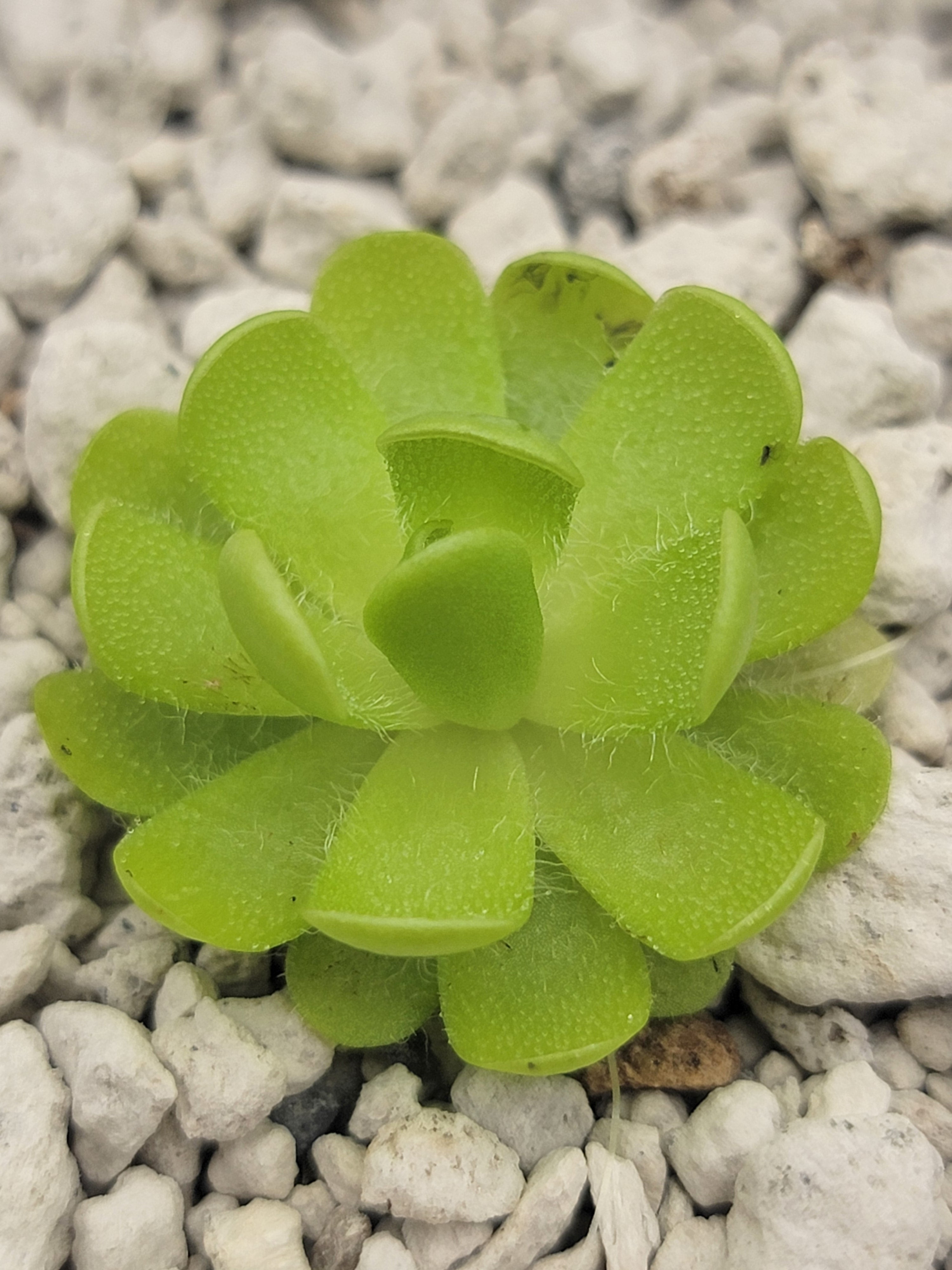 Pinguicula gracilis {Cerro de las Mitras}