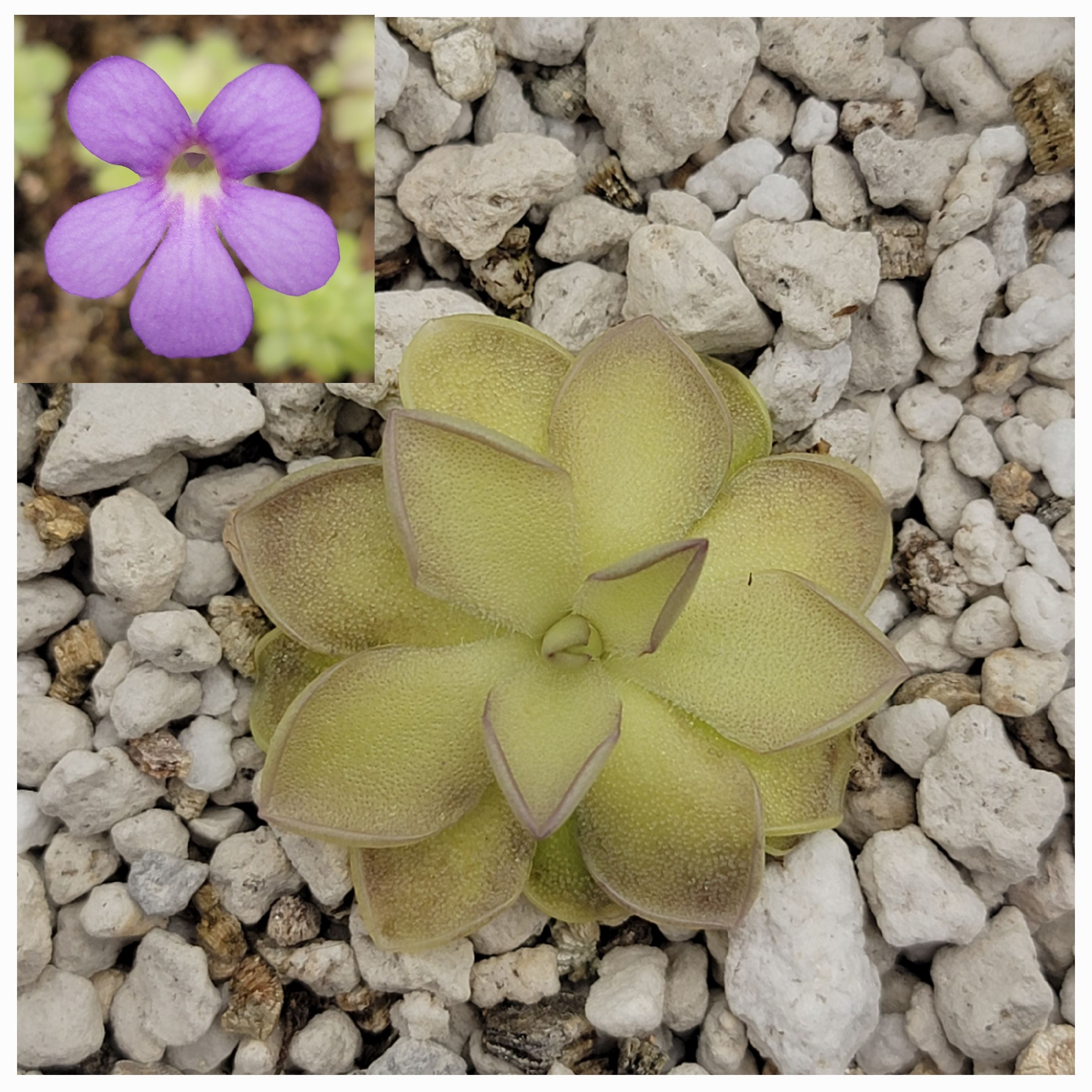Pinguicula ibarrae {Tlanchinol, Mex} x cyclosecta -Butterworts -Rainbow Carnivorous Plants LLC